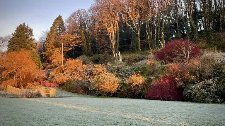 Frosty grass in a landscaped yard with colorful bushes and tall trees in the background at sunrise or sunset.