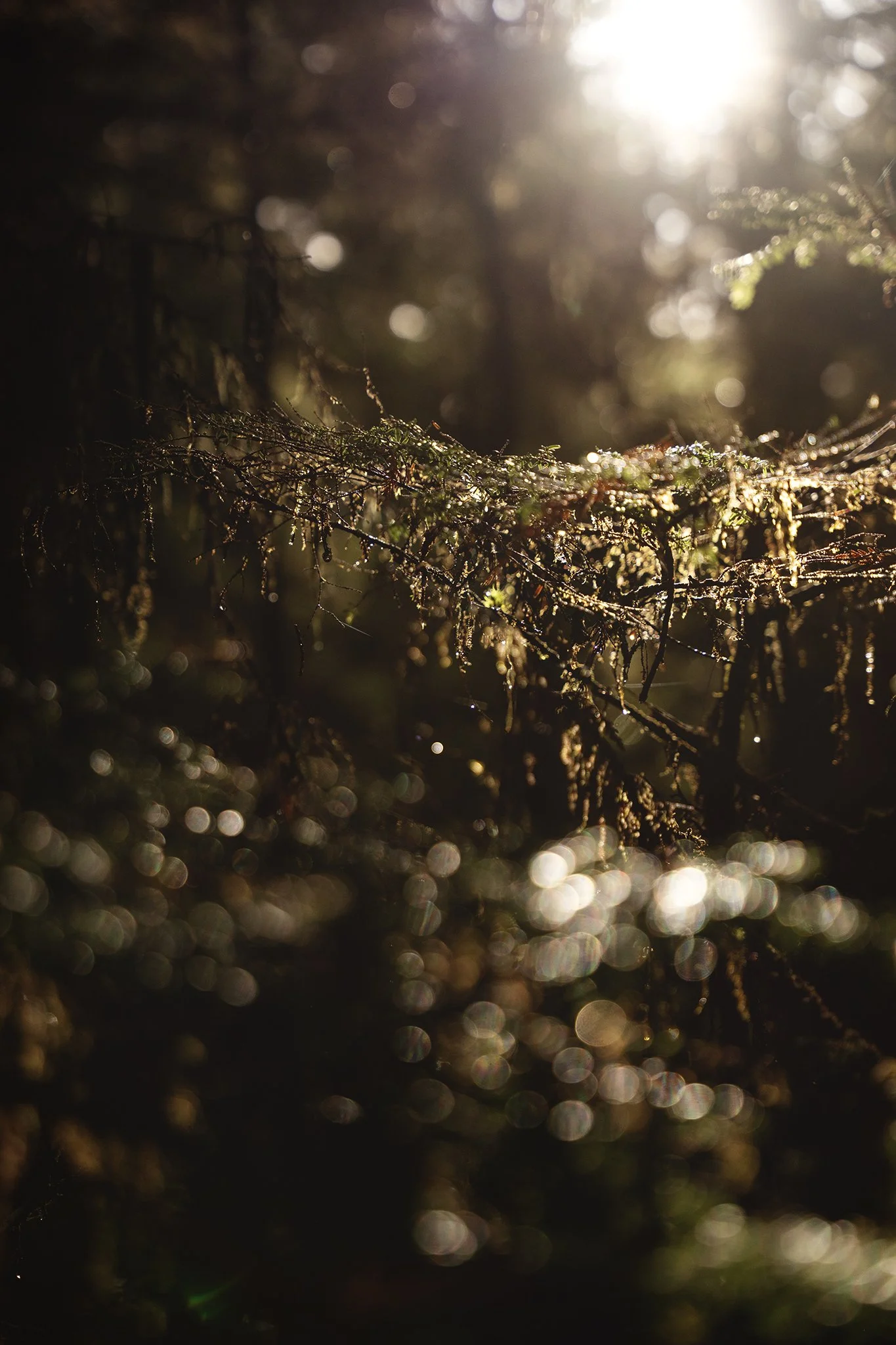 Close-up of a tree branch with small leaves, covered in dew or rain, illuminated by sunlight creating a bokeh effect with bright circular reflections in the background.