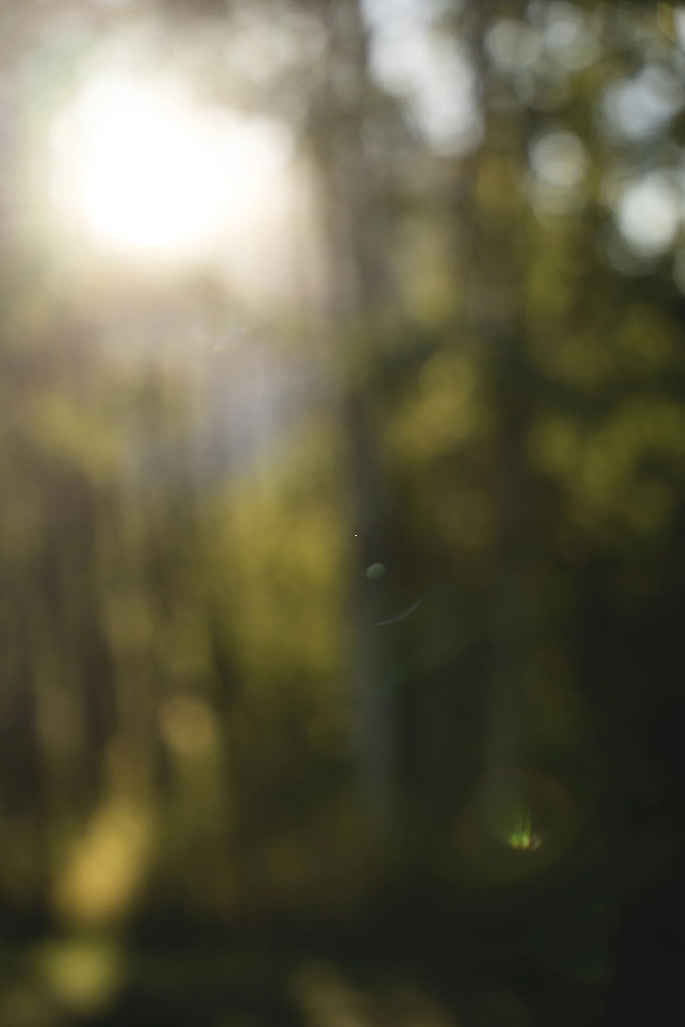 Blurred image with a bright light source in the background and out-of-focus greenery.