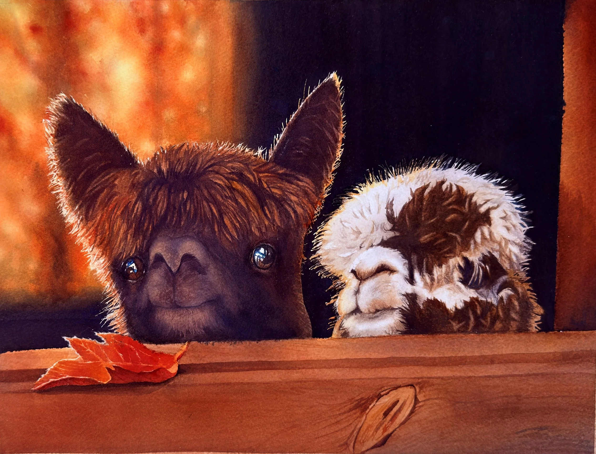 Alpacas.jpg