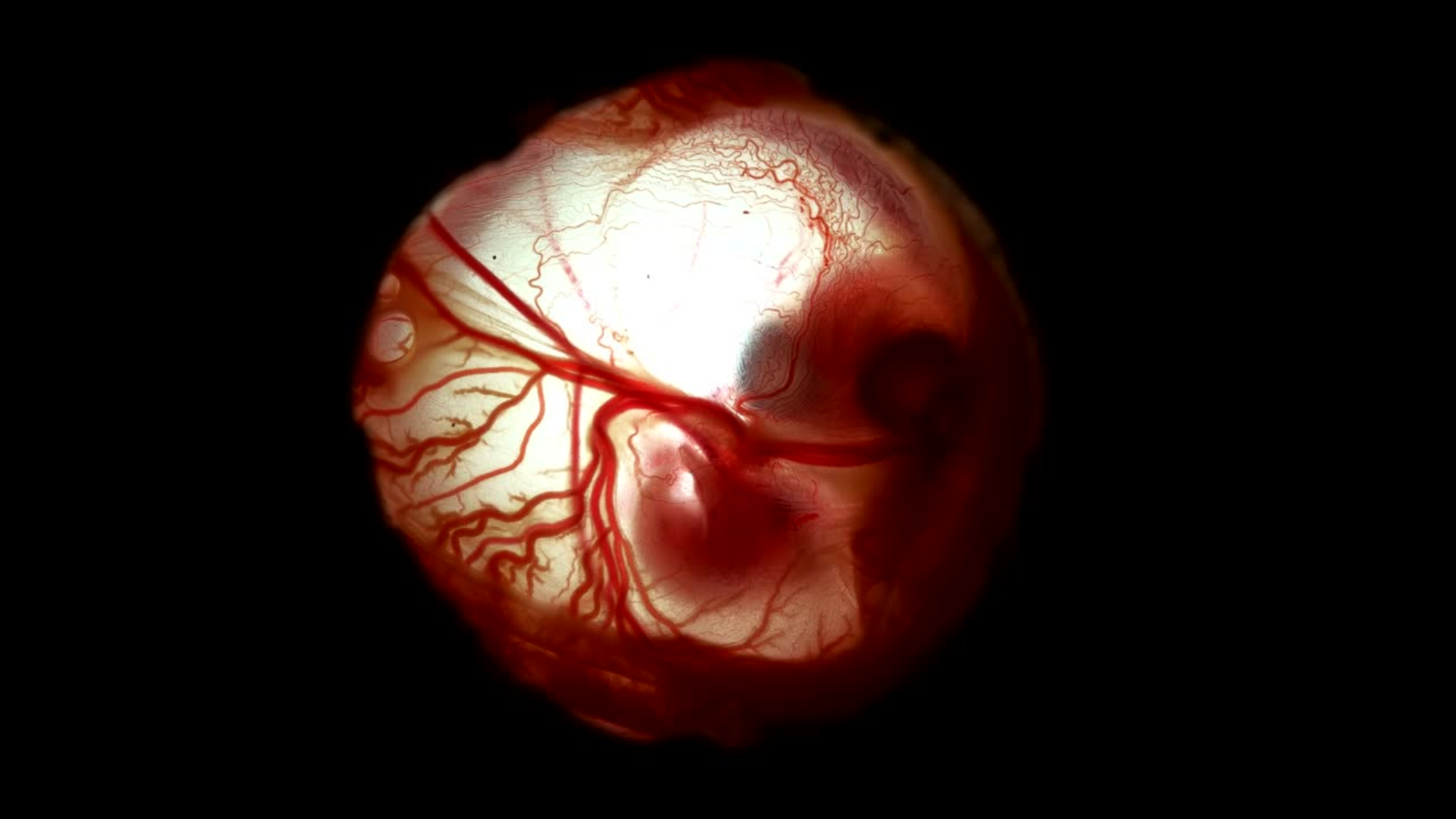 Untitled design - 2026-04-04T112250.749.png