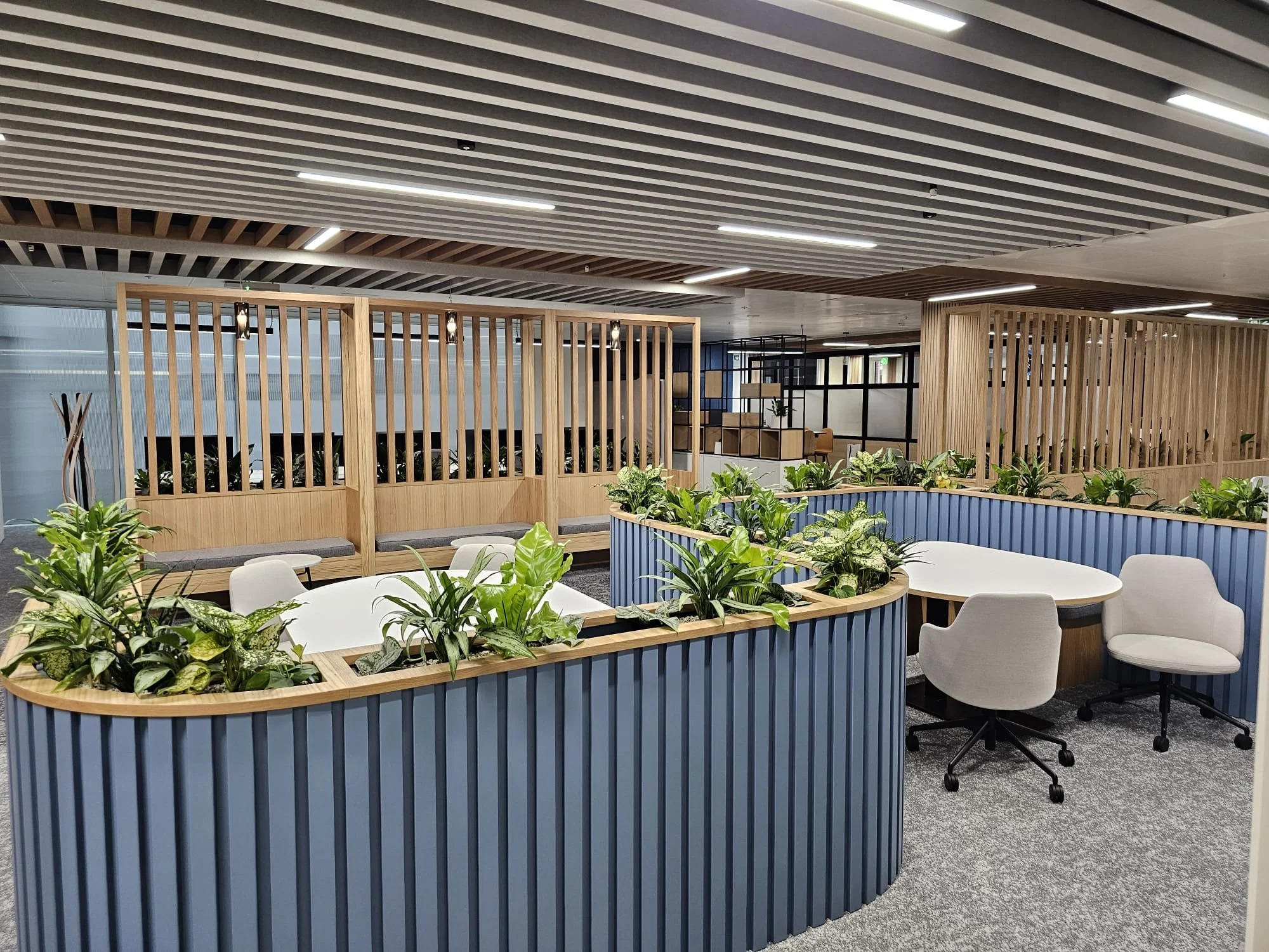 Modern office space featuring blue curved partition with green plants, white chairs, wooden slat dividers, and a ceiling with linear light fixtures.