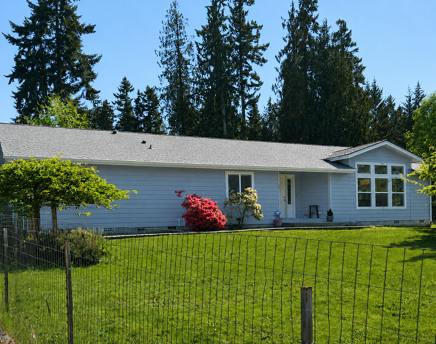 A light blue single-story house with a gray shingled roof, surrounded by a well-maintained green lawn and a small wire fence. There are decorative plants, including a vibrant pink azalea, near the front door. Tall evergreen trees are visible behind the house against a clear blue sky.