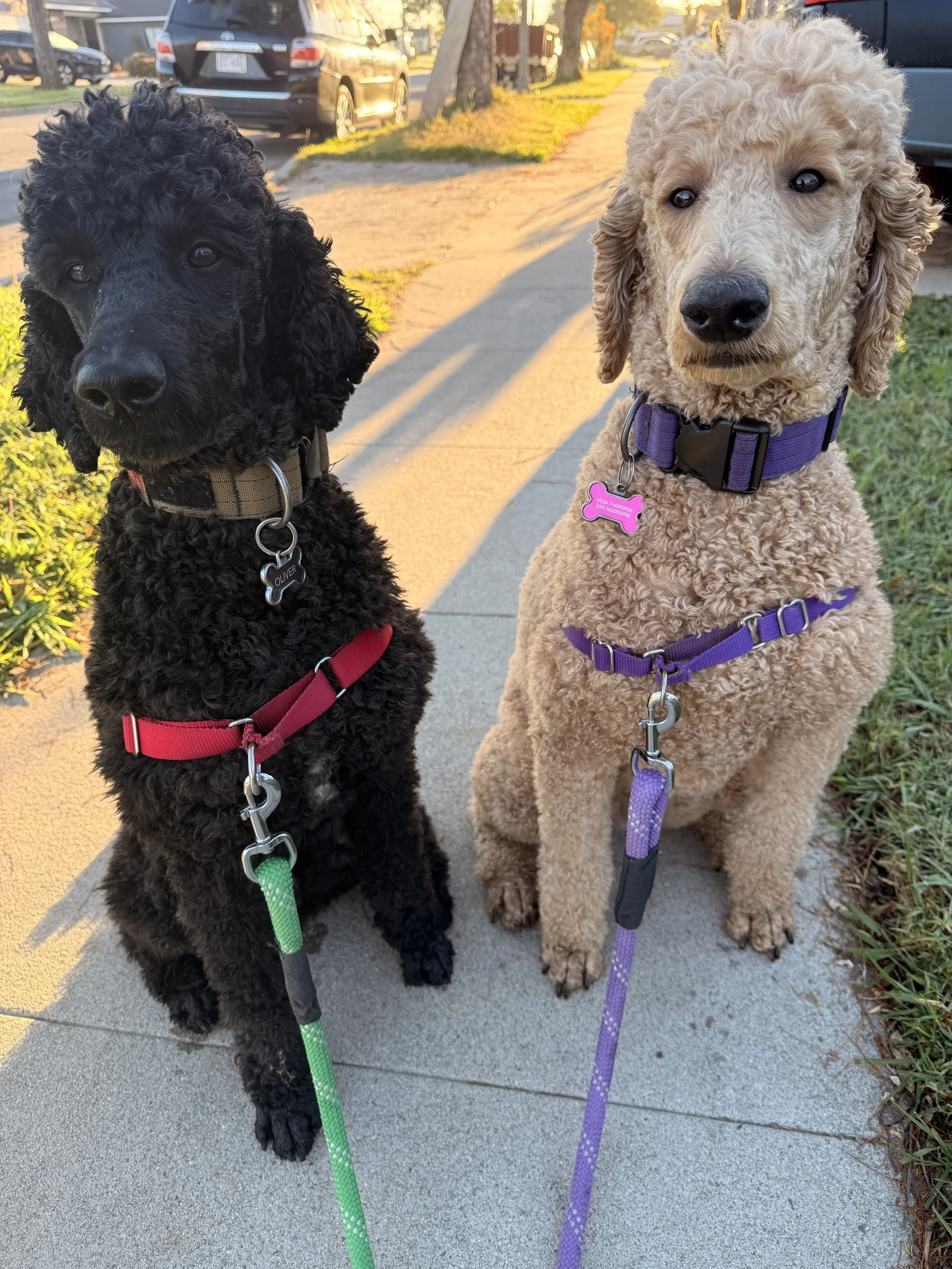Two adorable poodle puppies sitting on a sidewalk with leashes, one black with a red harness and the other beige with a purple harness, during golden hour.