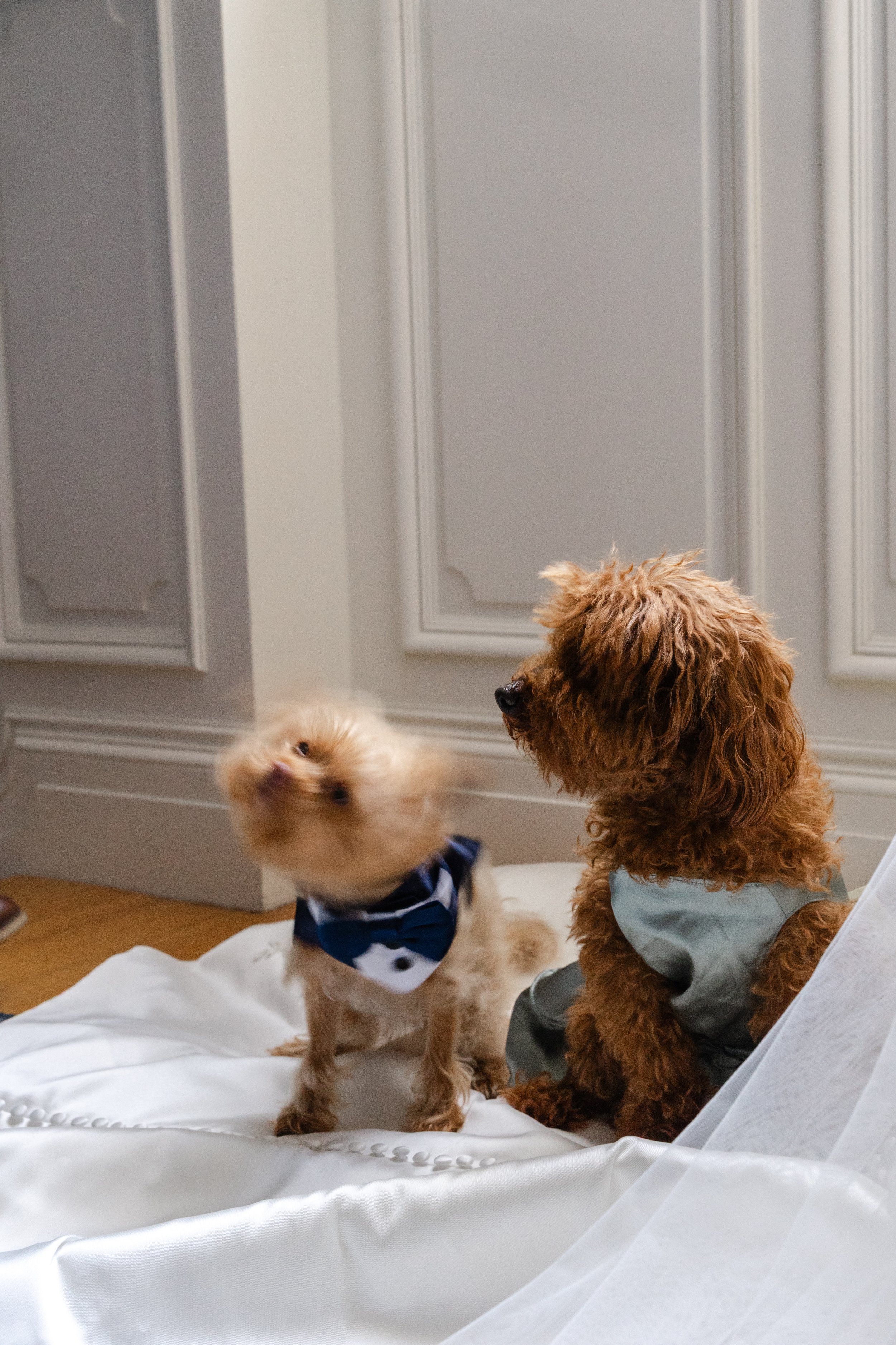 A FAMILY AFFAIR MAINE BAR HARBOR WEDDING (33).jpg