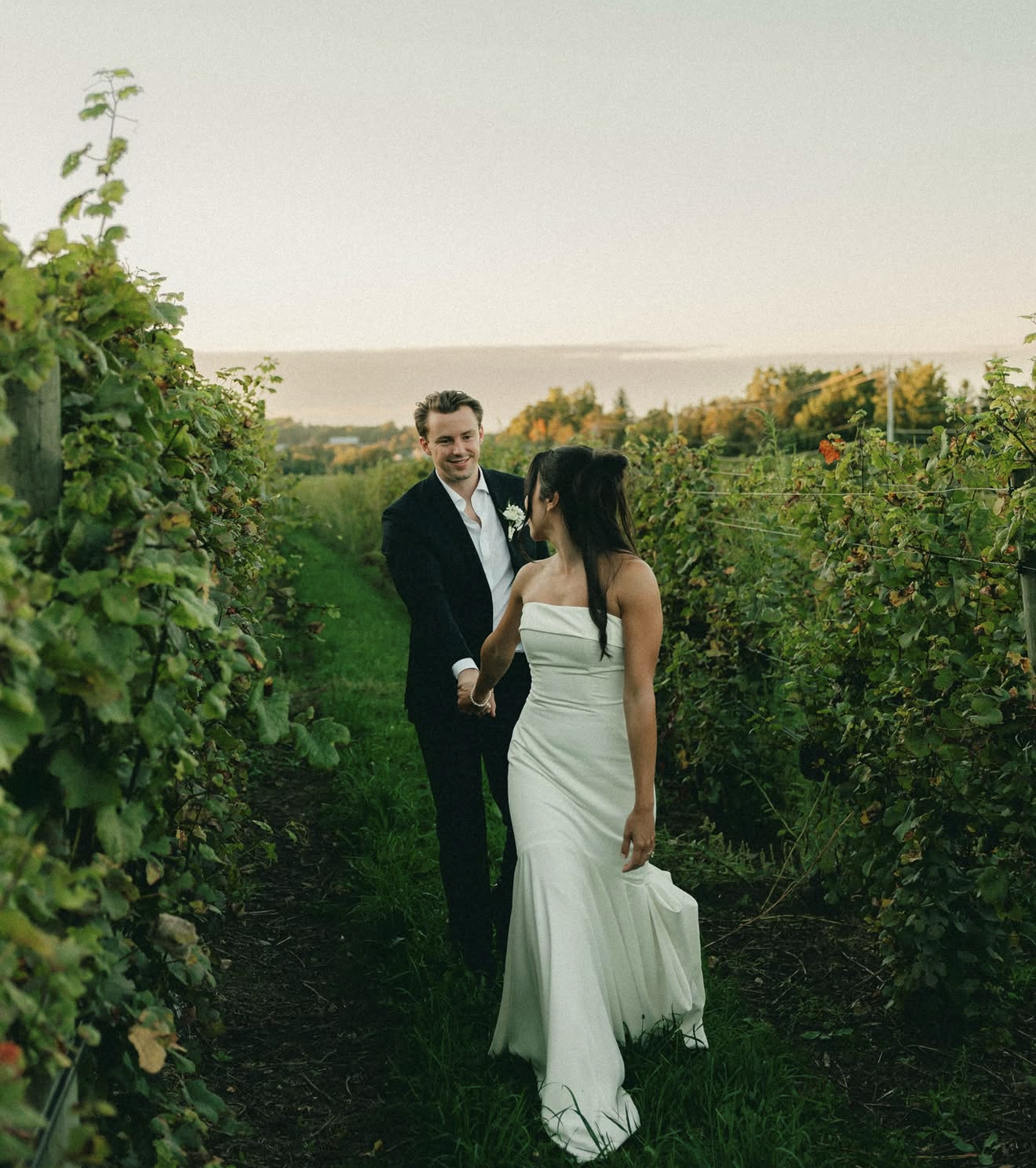 A bride and groom holding hands and walking through a vineyard at sunset, with the woman wearing a strapless white wedding gown and the man in a black suit with a white shirt.