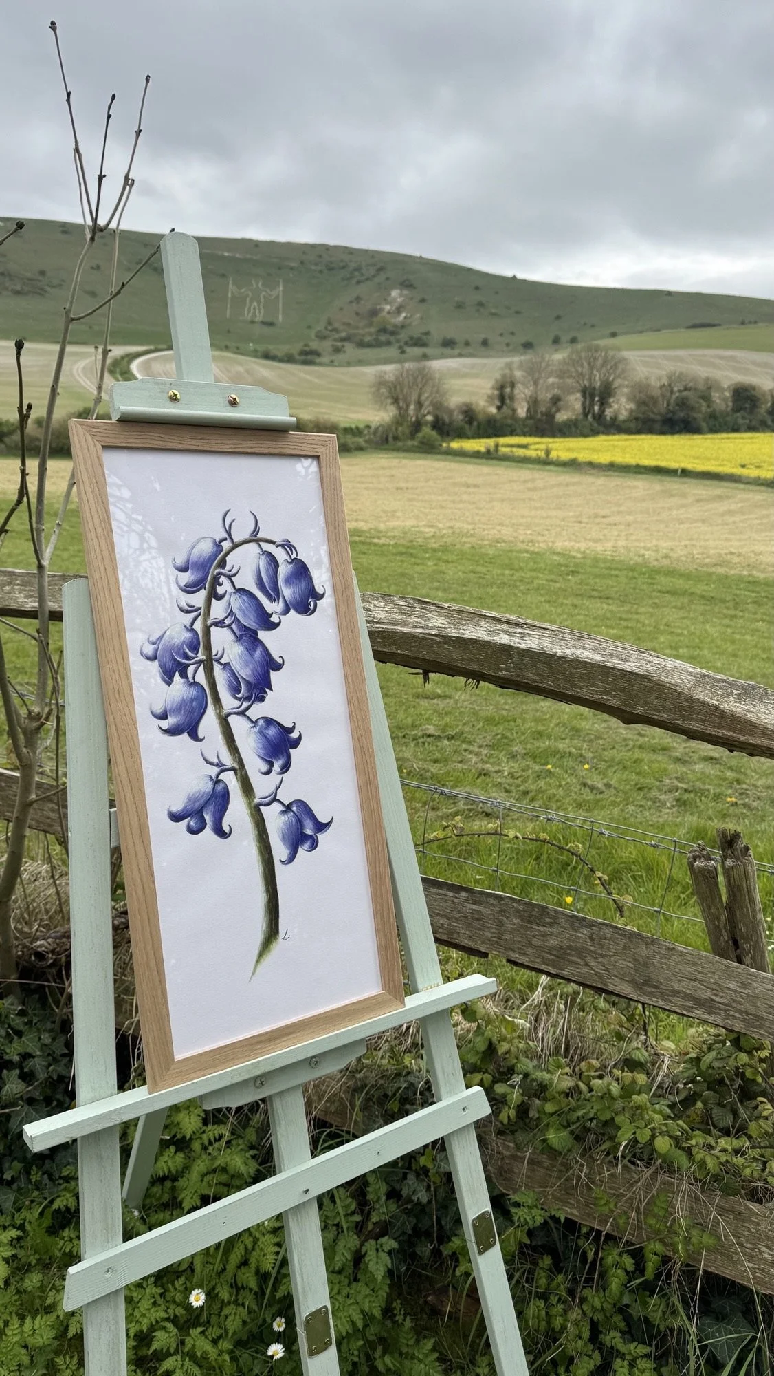 Bluebell watercolour painting | Sussex Wildflower Botanical Art