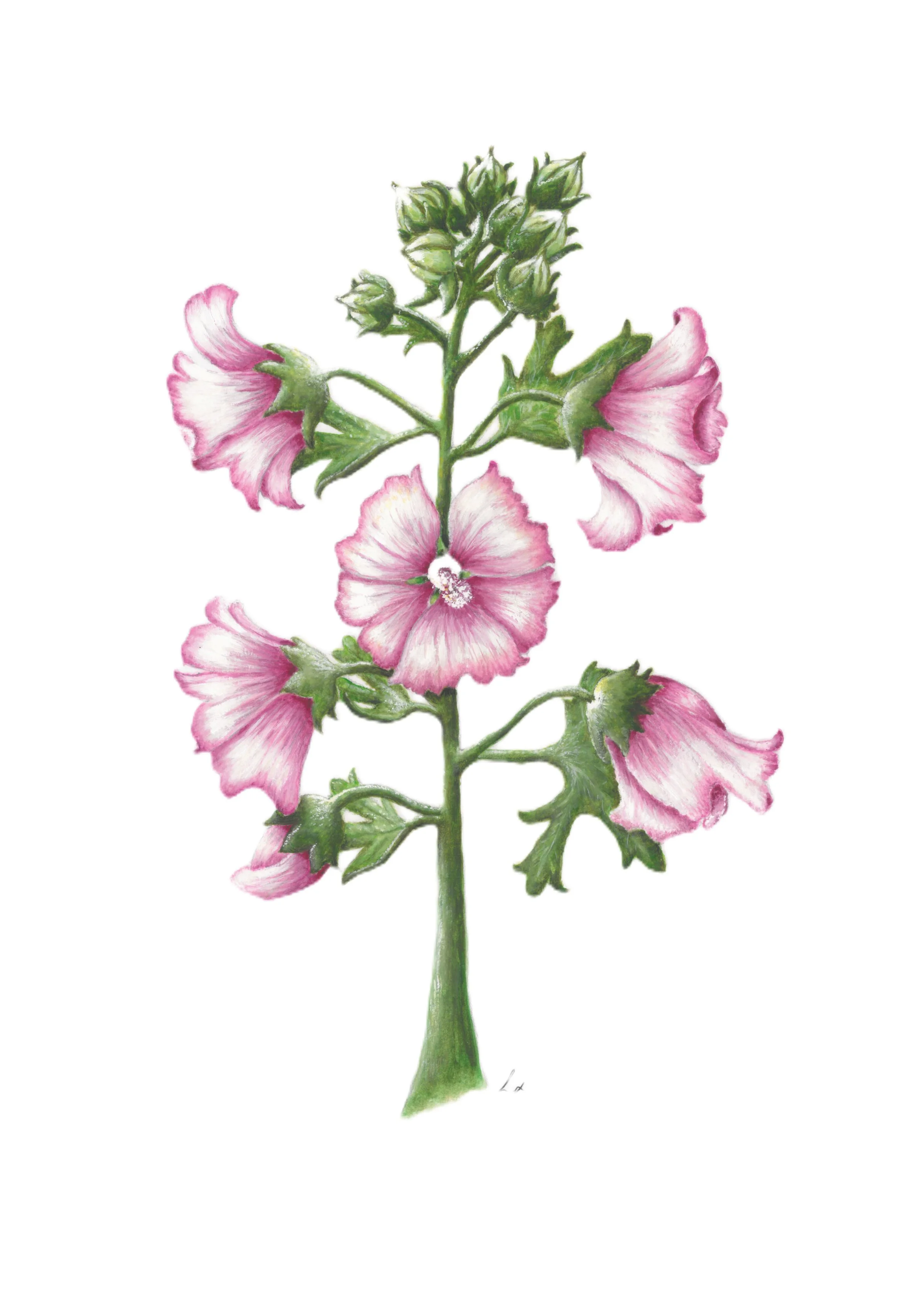 Musk Mallow 42cm x 29.7cm Giclee Print