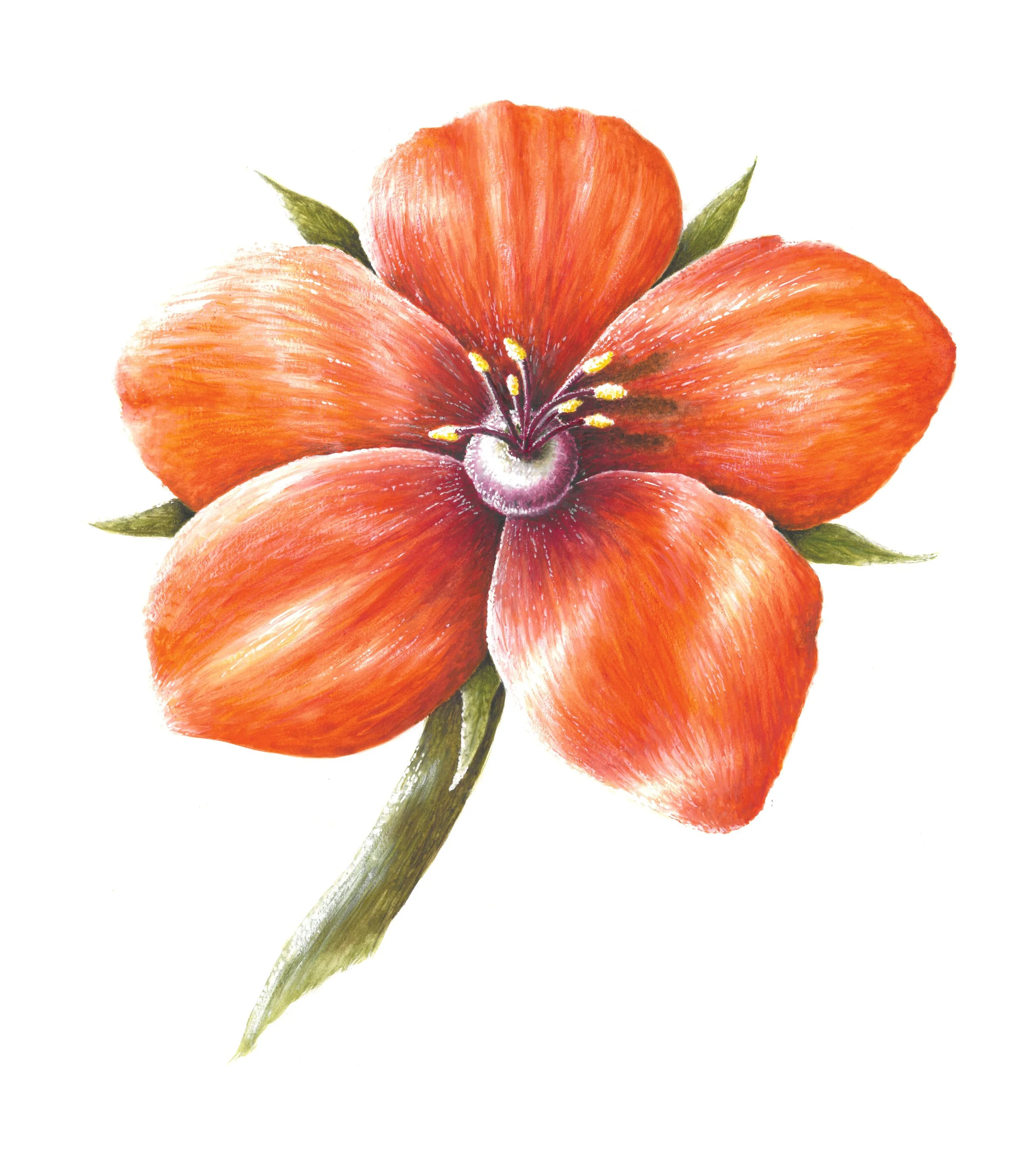 Scarlett Pimpernel 42cm x 29.7cm Giclee print