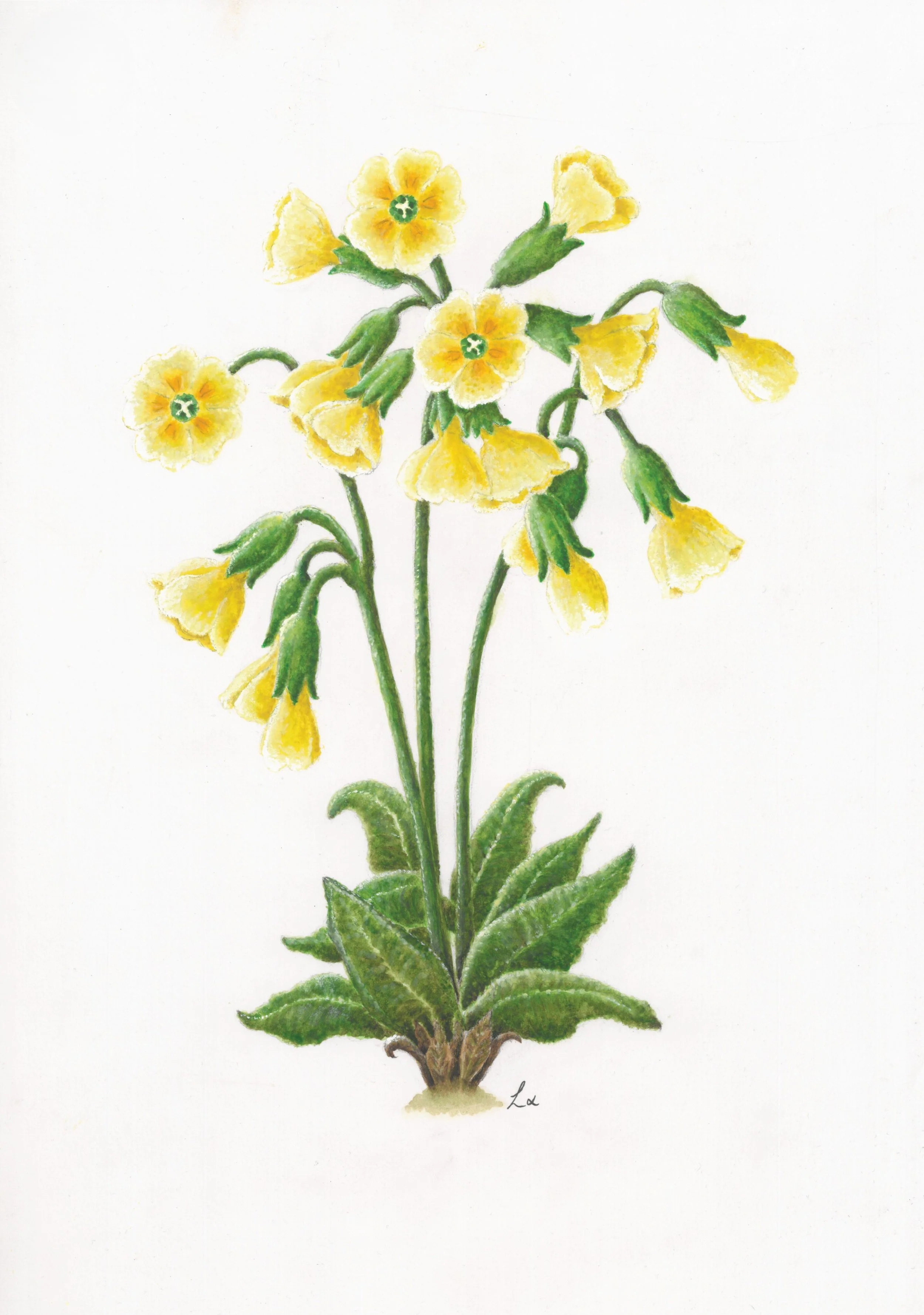 Cowslip Primrose 42cm x 29.7cm Giclee Print