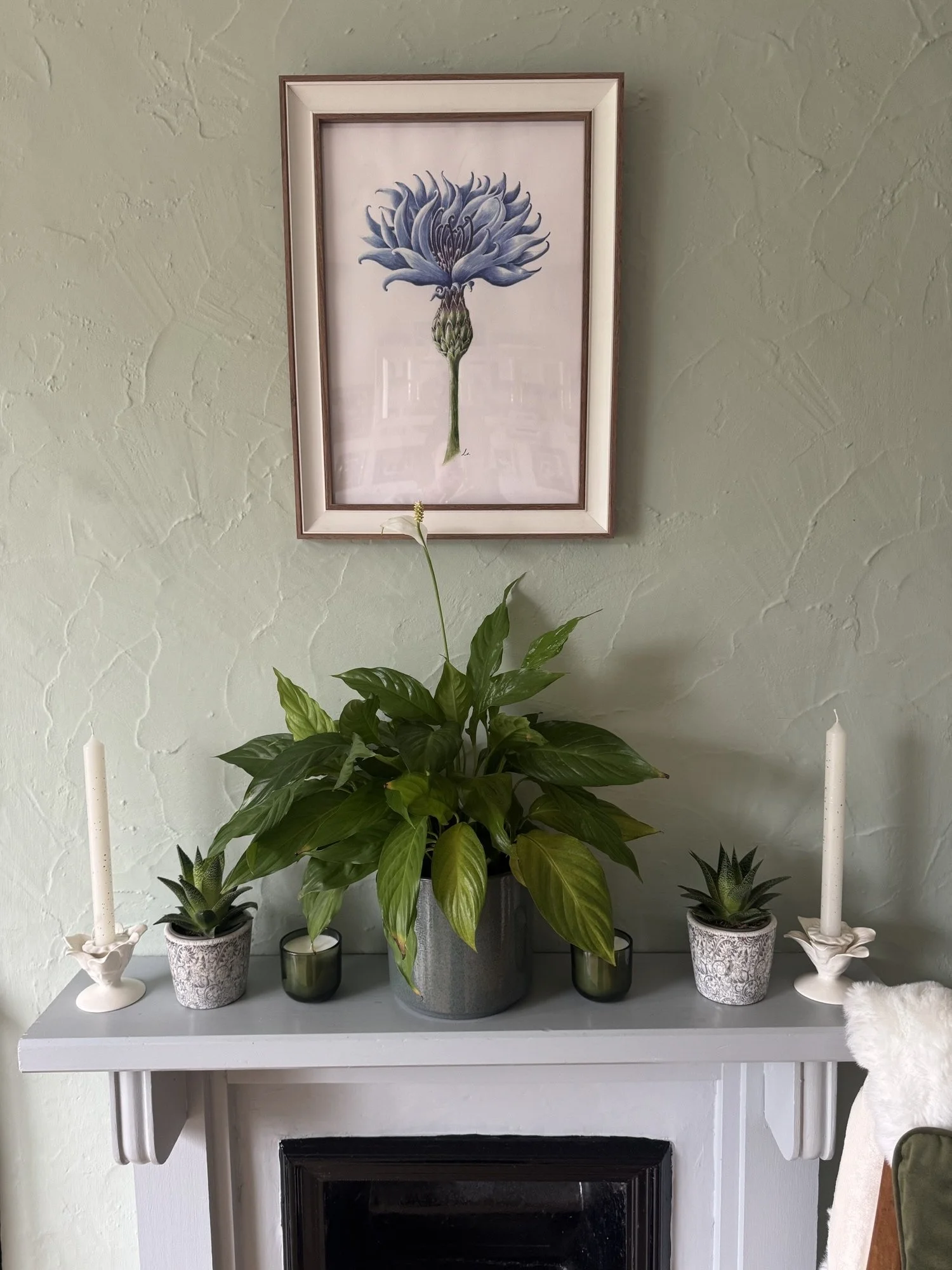 Blue CornFlower watercolour painting | Sussex Wildflower Botanical Art