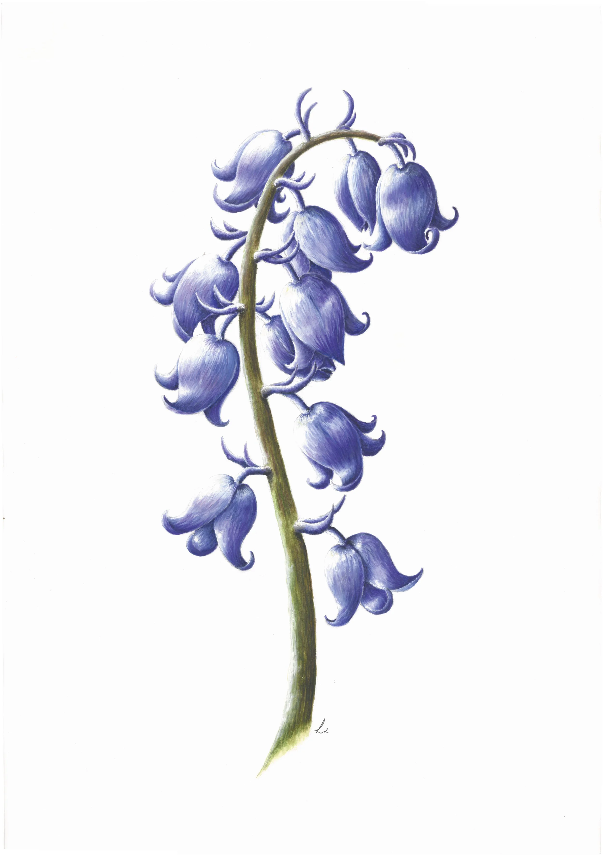 Bluebel R.jpg