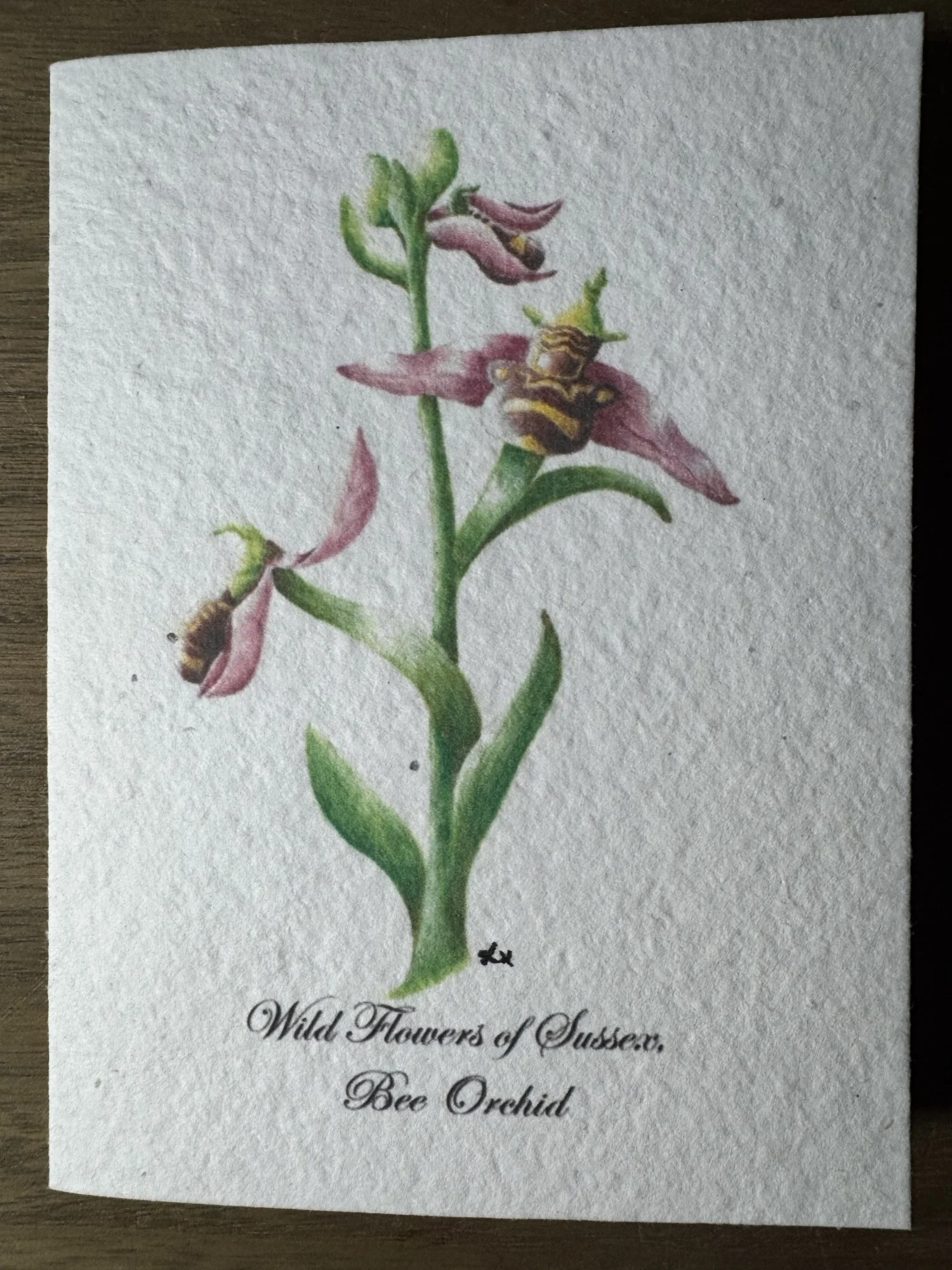 Wild Bee Orchid 5x7" Seeded Greetings Card