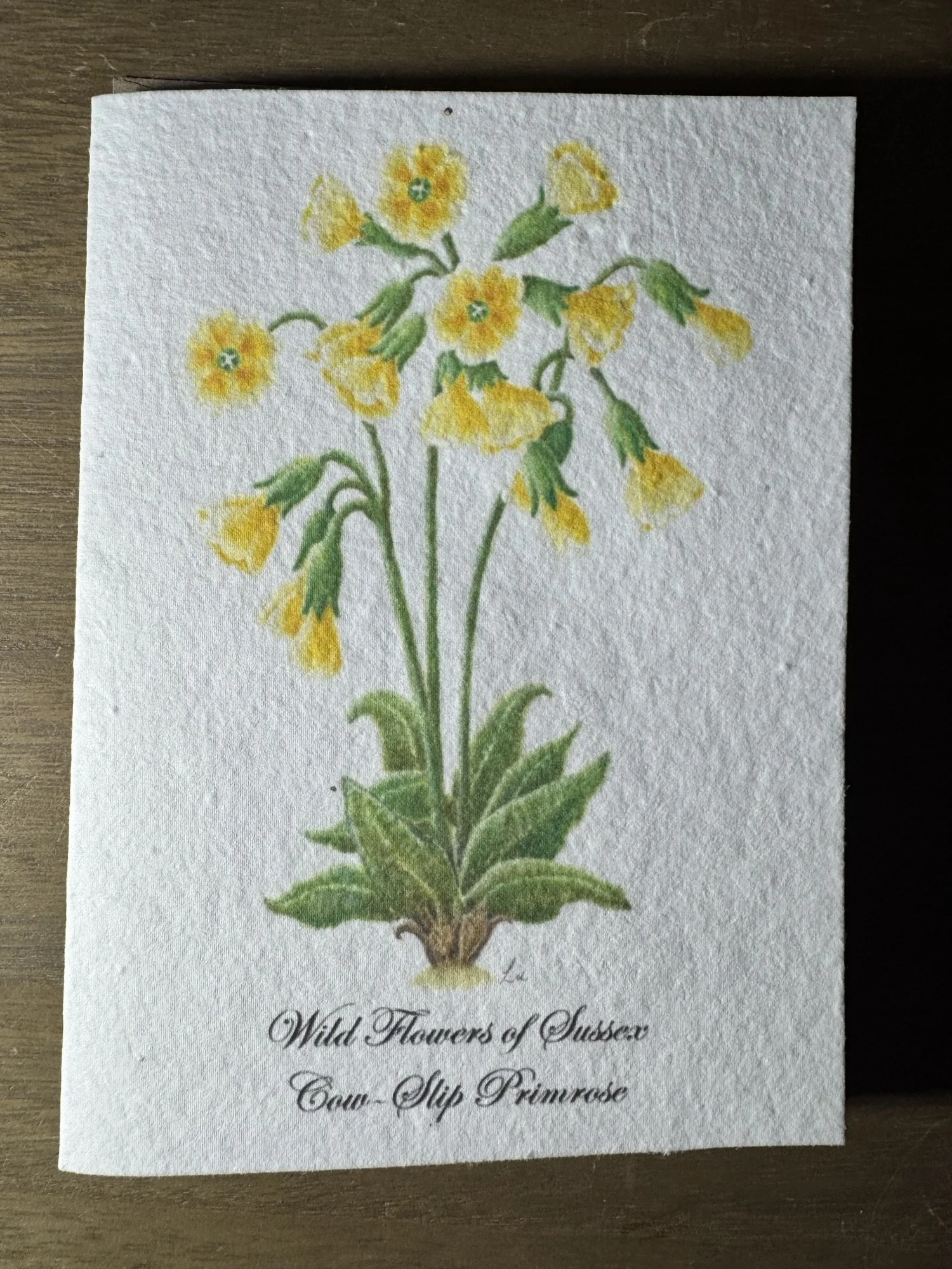Wild Cow Slip Primrose 5x7" Seeded Greetings Card