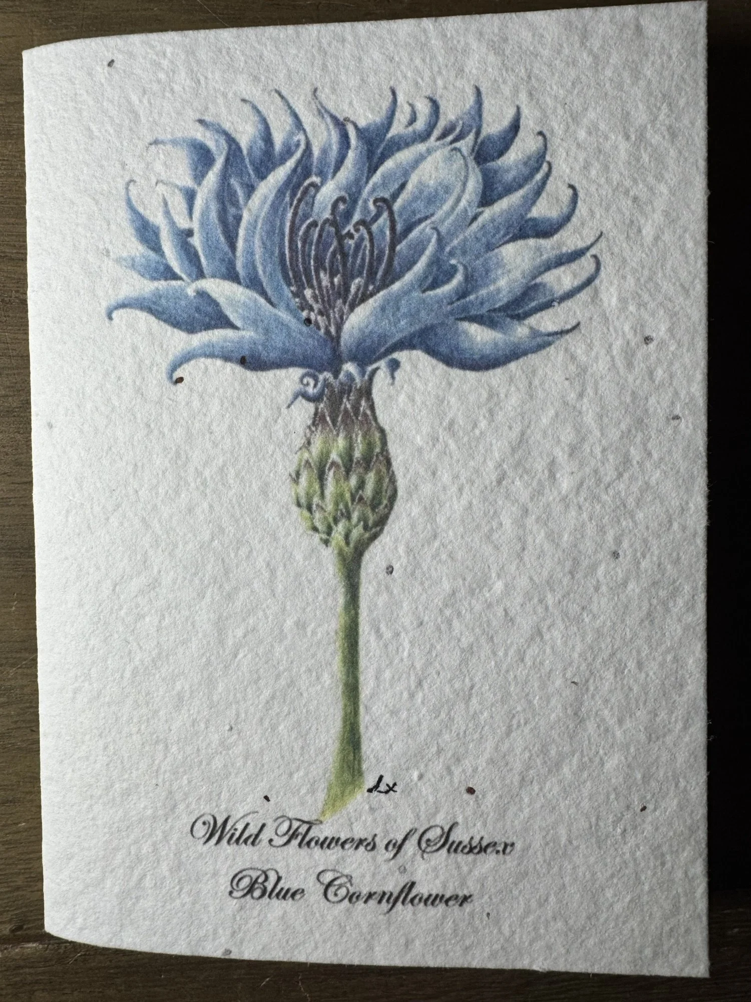 Blue CornFlower 5x7" Seeded Greetings Card