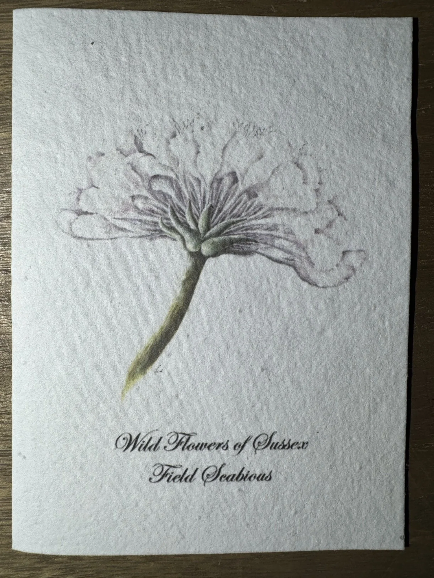 Field Scabious 5x7" Seeded Greetings Card