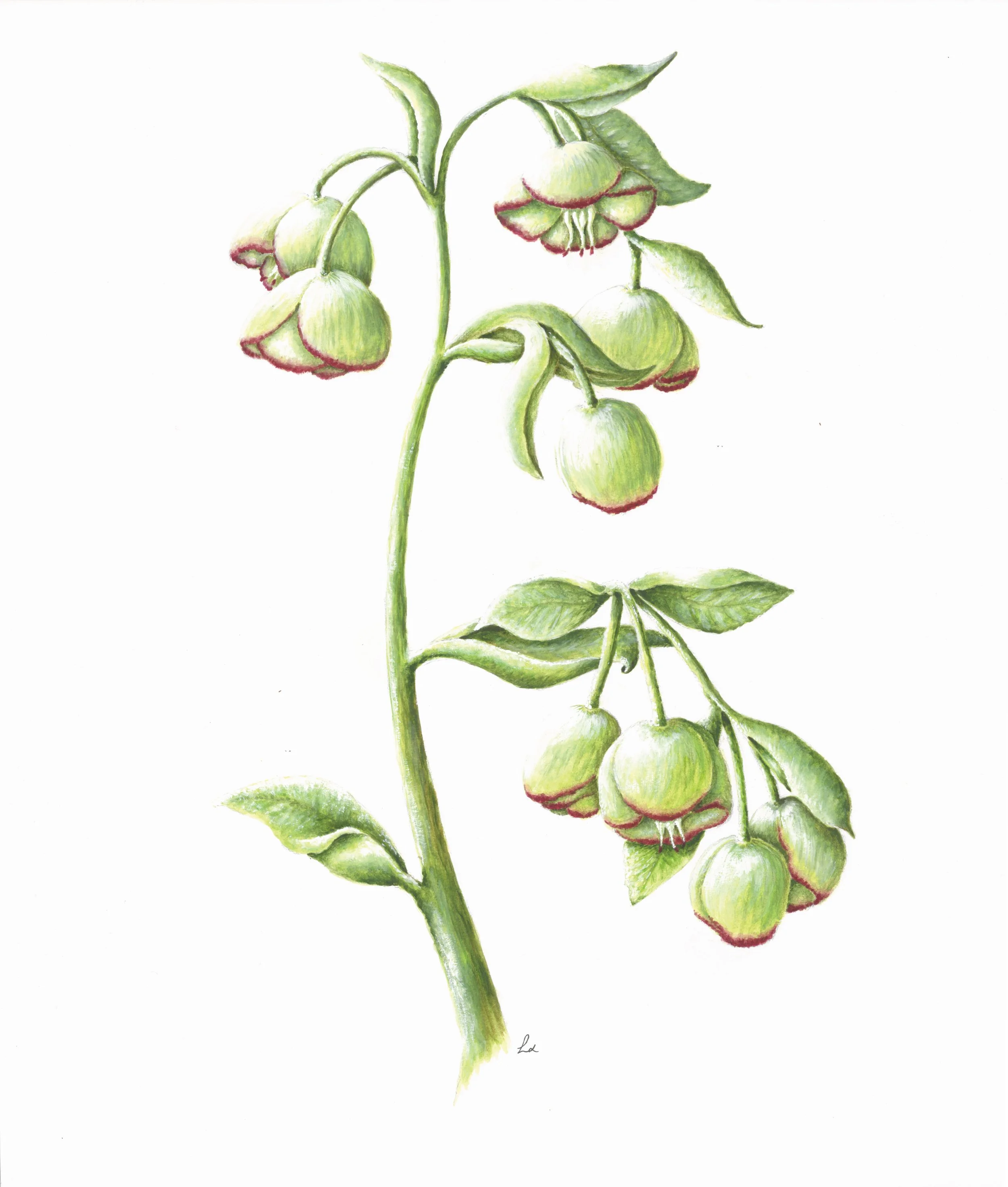 Hellebore 42cm x 29.7cm Giclee Print