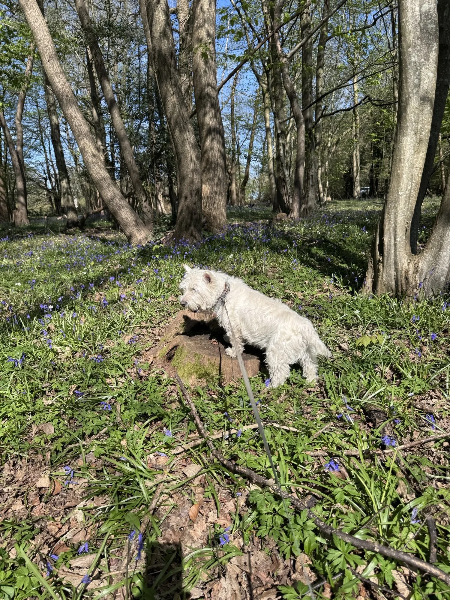 White dog exploring a forest floor covered with small purple flowers and green plants, surrounded by tall trees and blue sky.