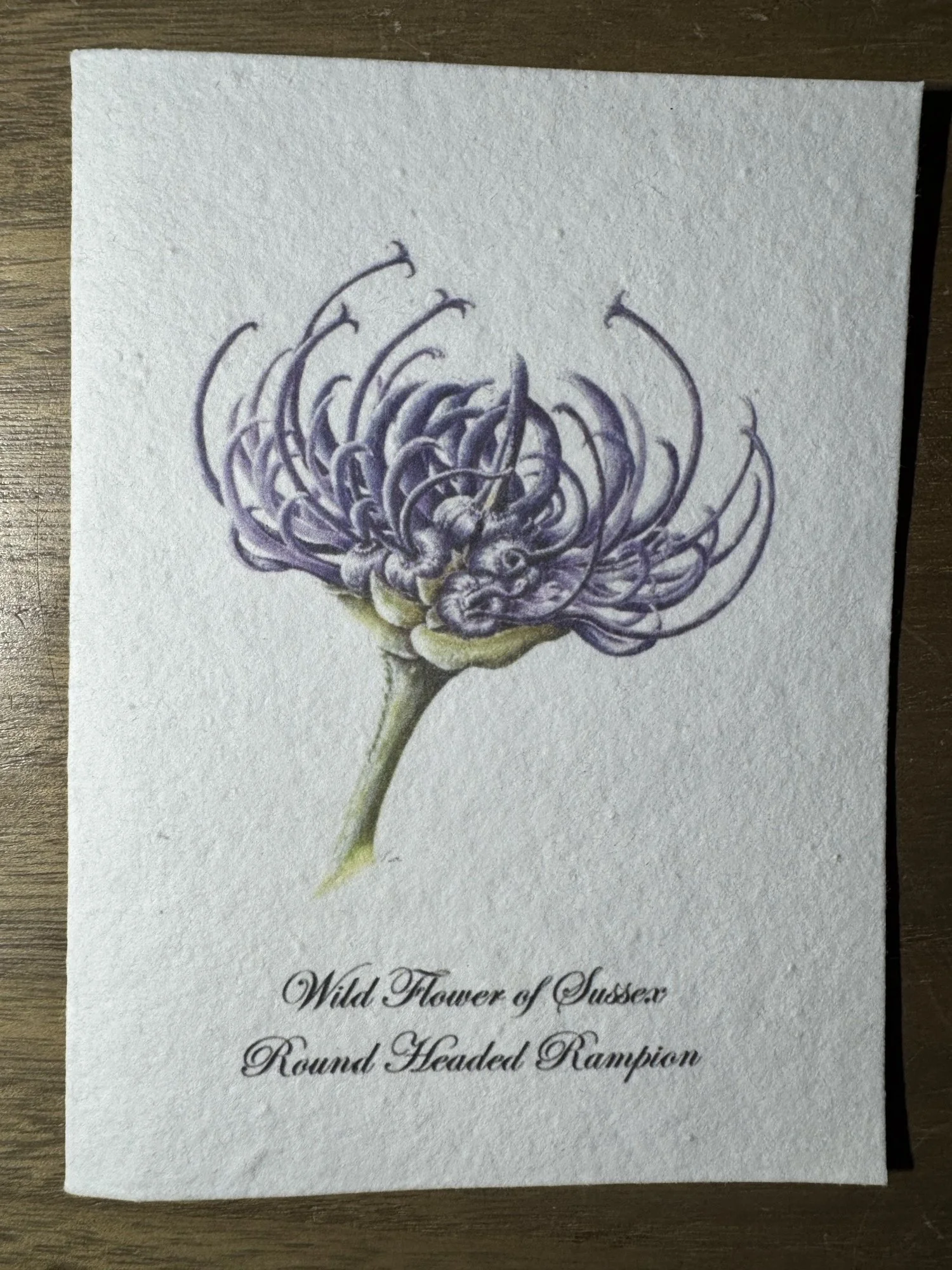 Round Headed Rampion 5x7" Seeded Greetings Card
