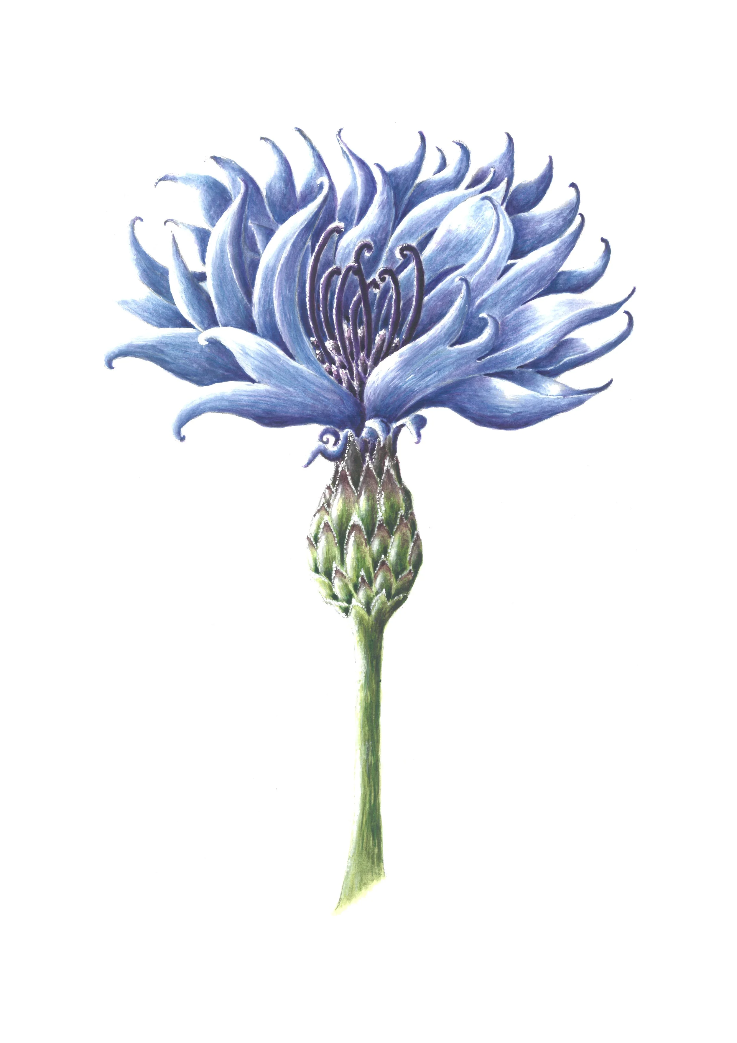 Blue Cornflower 42cm x 29.7cm Giclee Print
