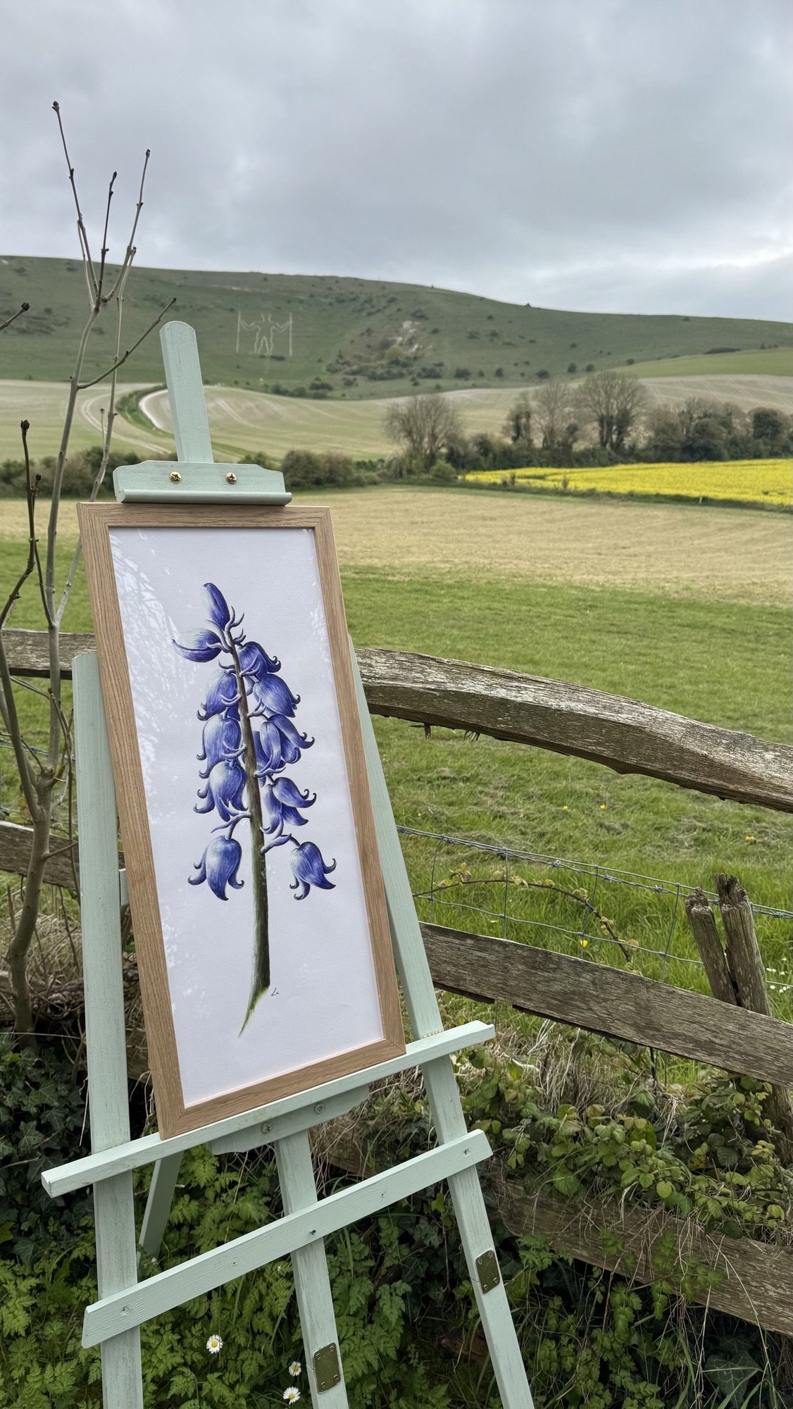 Bluebell watercolour painting | Sussex Wildflower Botanical Art