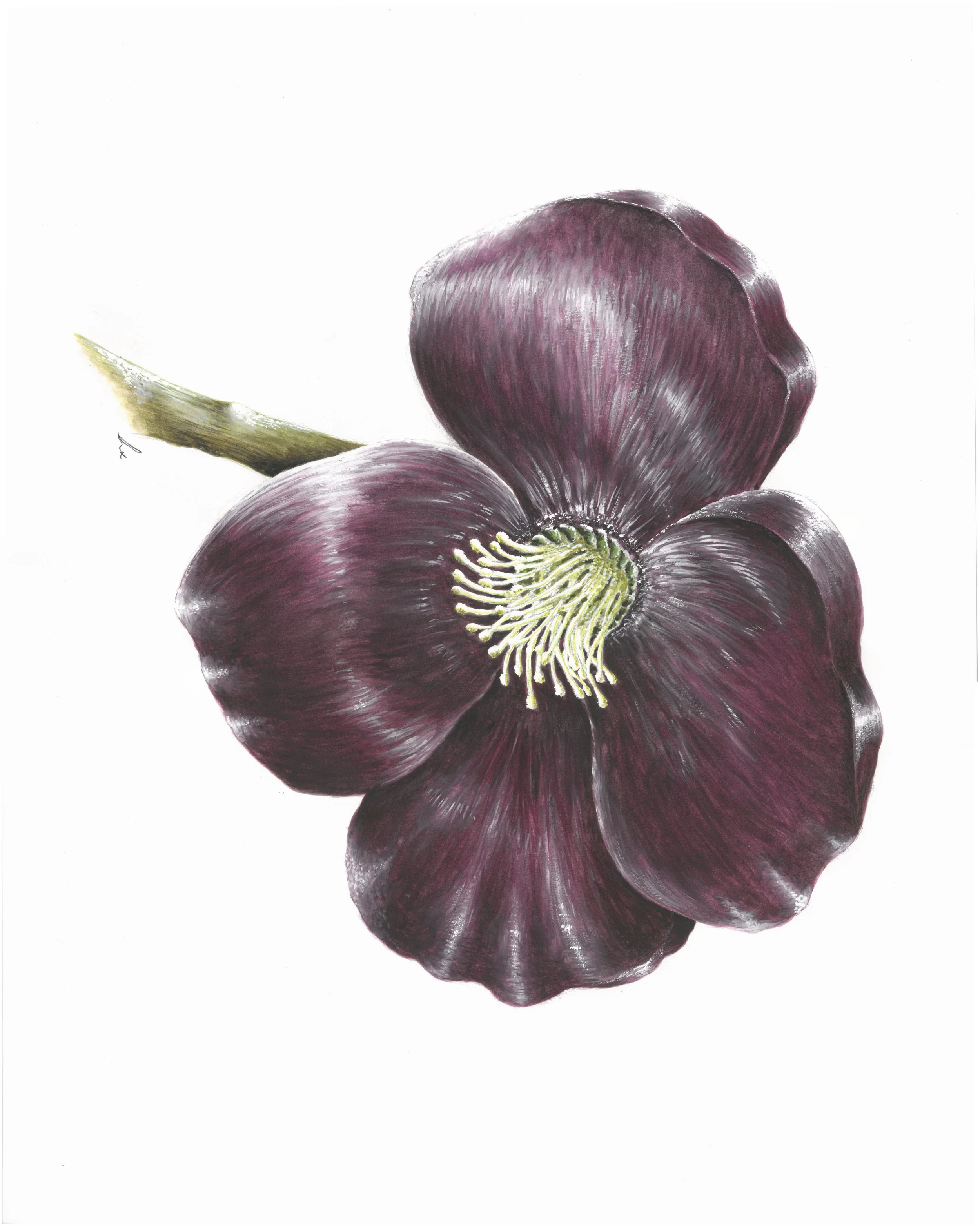 Christmas Hellebore 40.6cm x 40.6cm Giclee Print