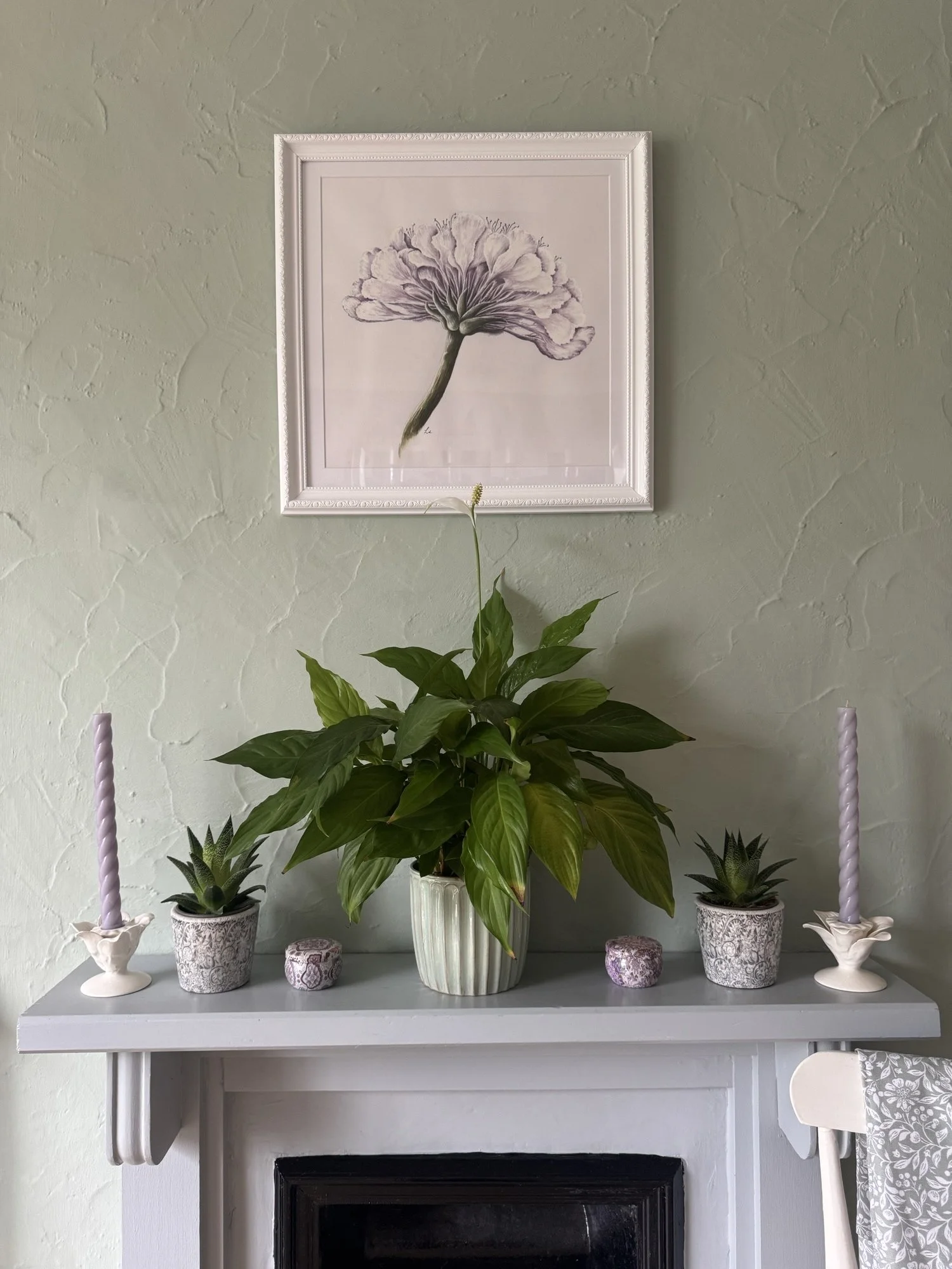 Field Scabious watercolour painting | Sussex Wildflower Botanical Art