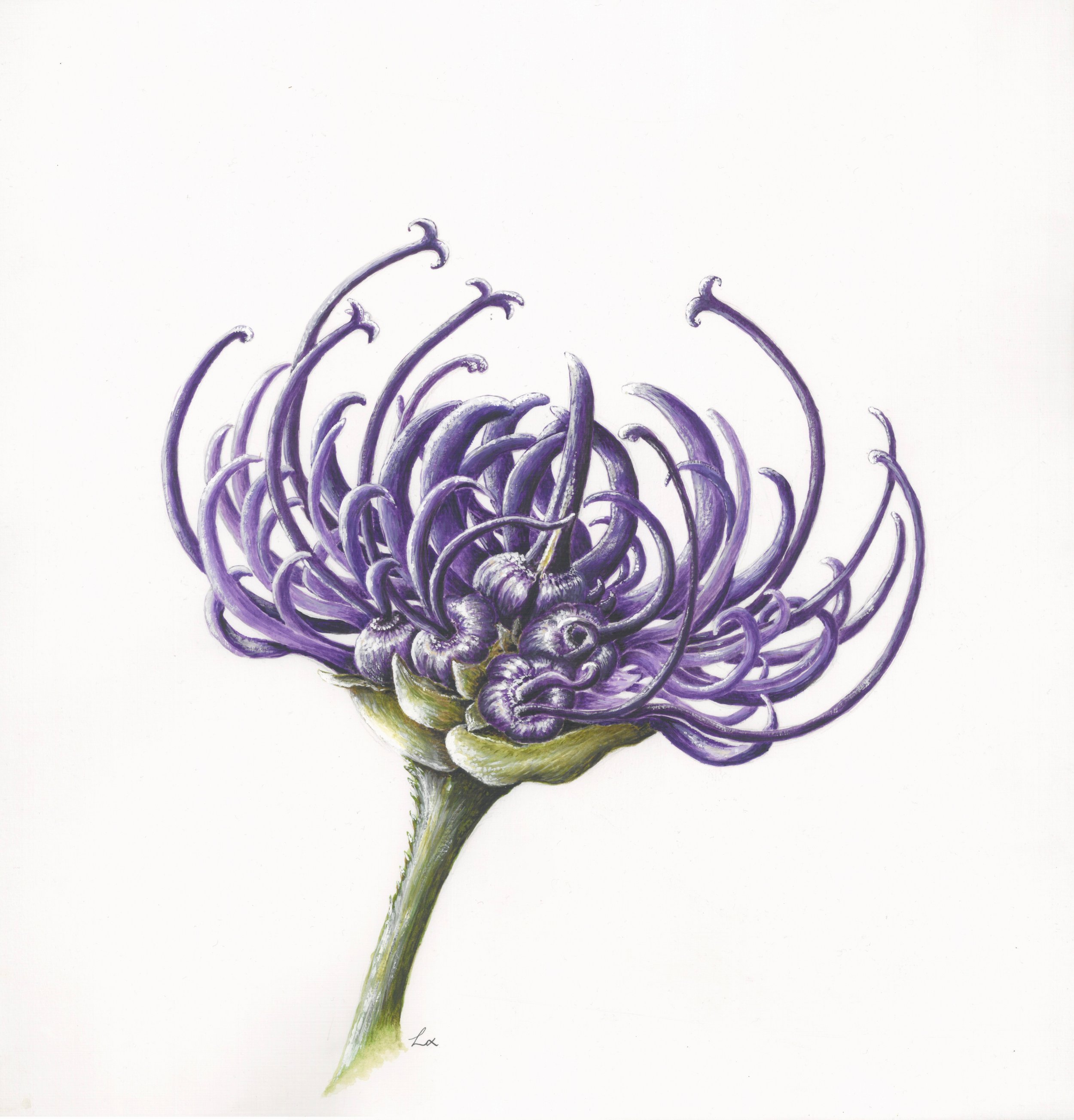Round headed Rampion  40.6cm x 40.6cm Giclee Print
