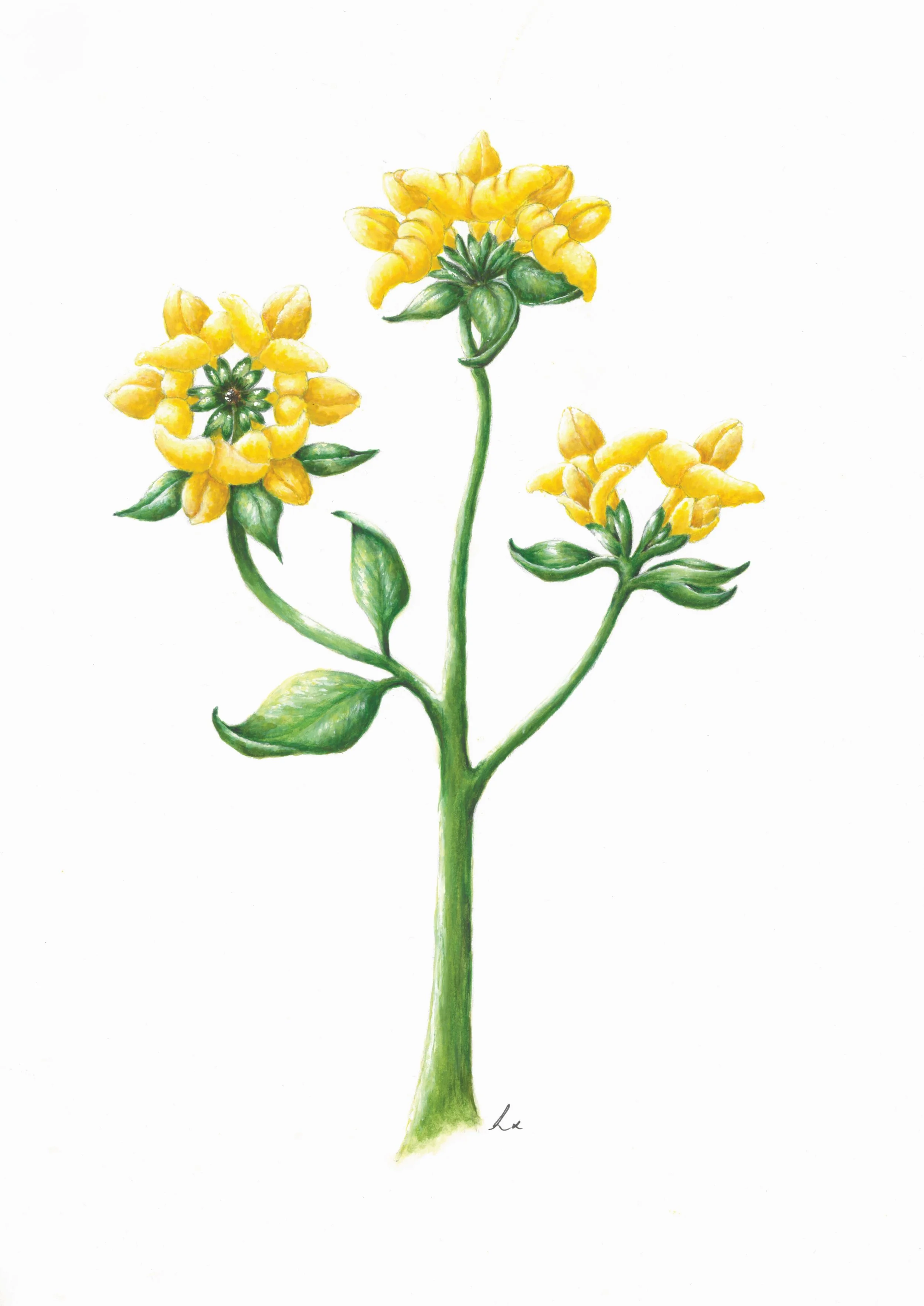 Birds-Foot Trefoil 42cm x 29.7cm Giclee Print