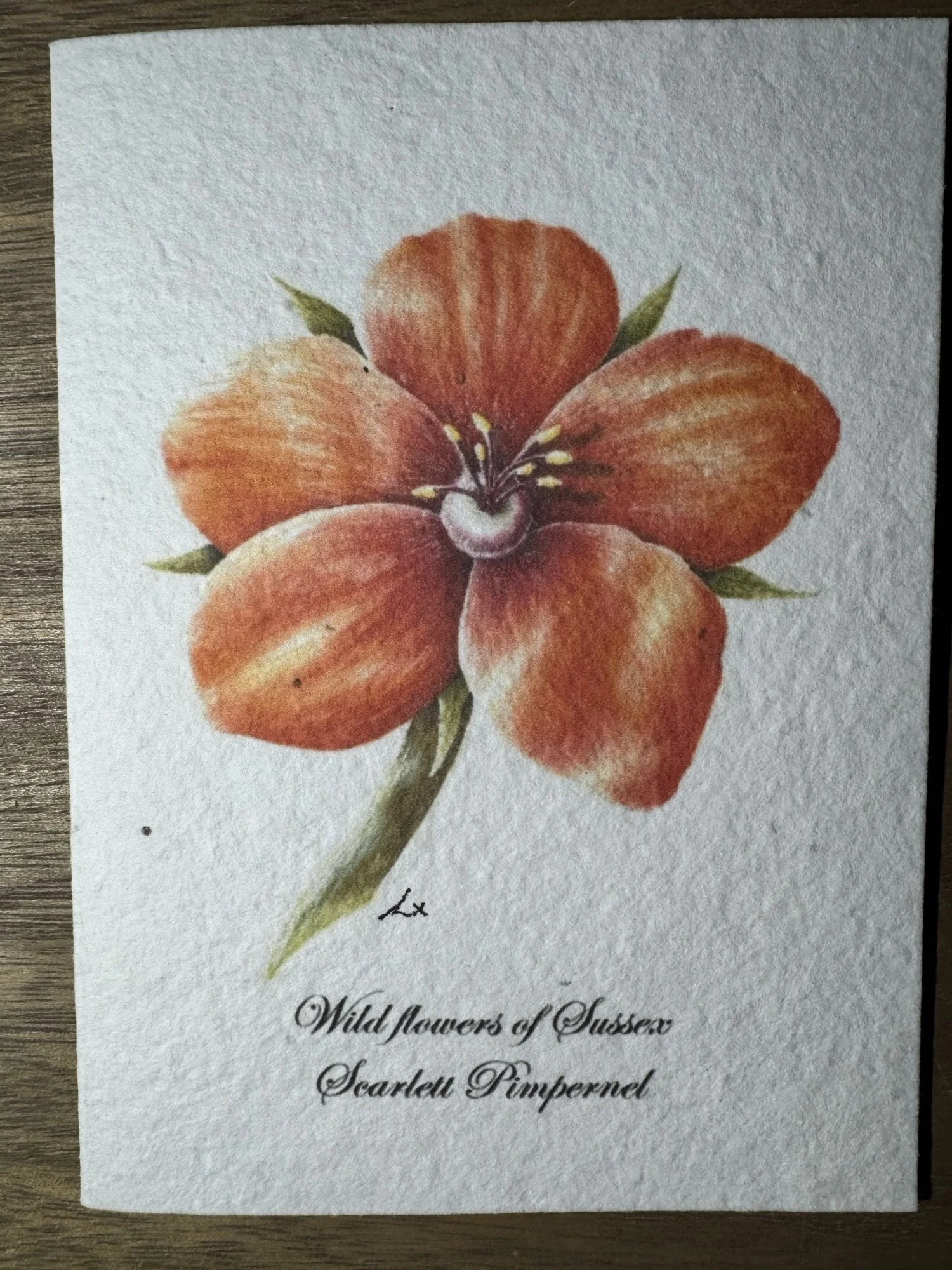 Scarlet Pimpernel 5x7" Seeded Greetings Card
