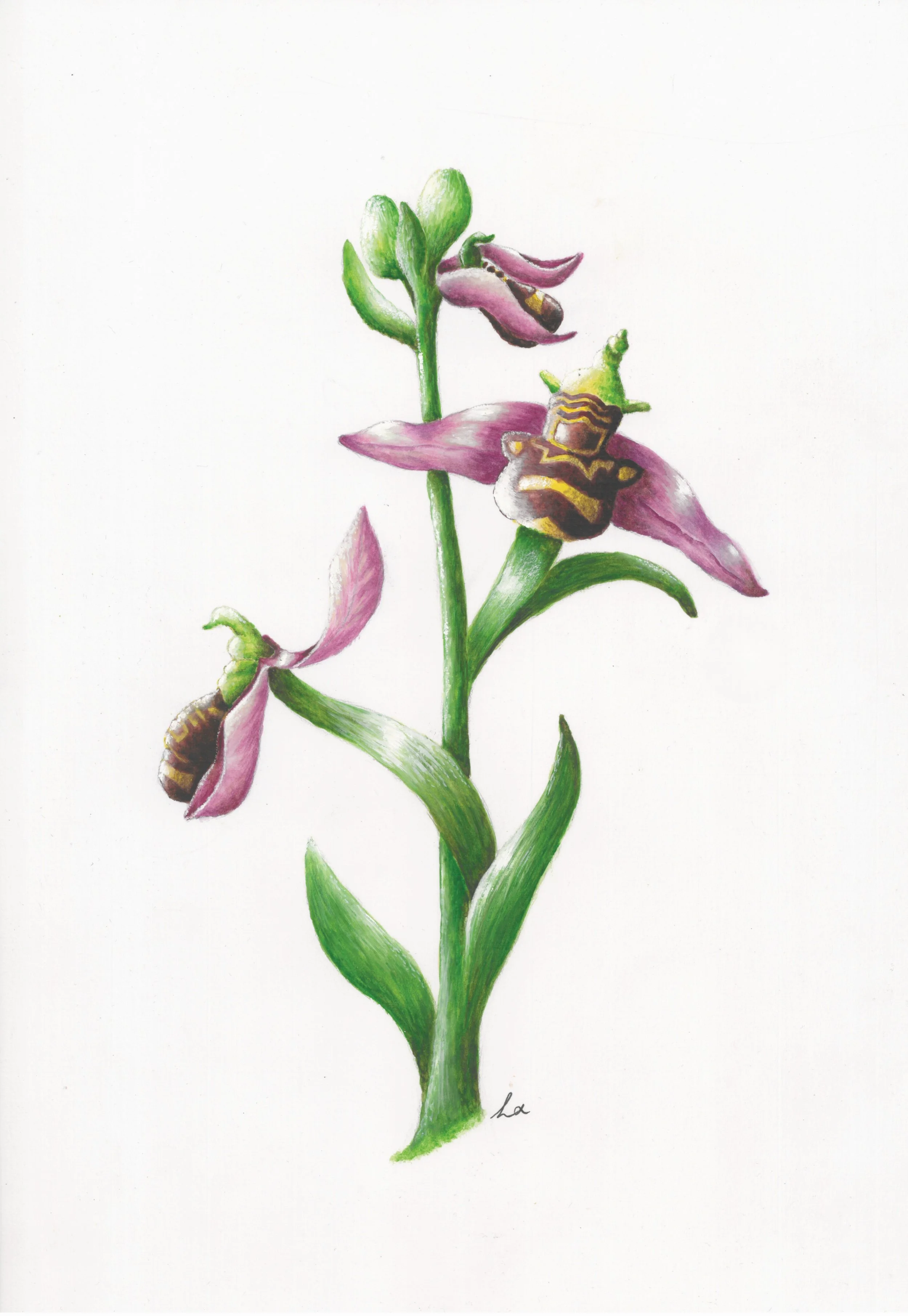 Wild Bee Orchid 42cm x 29.7cm Giclee Print