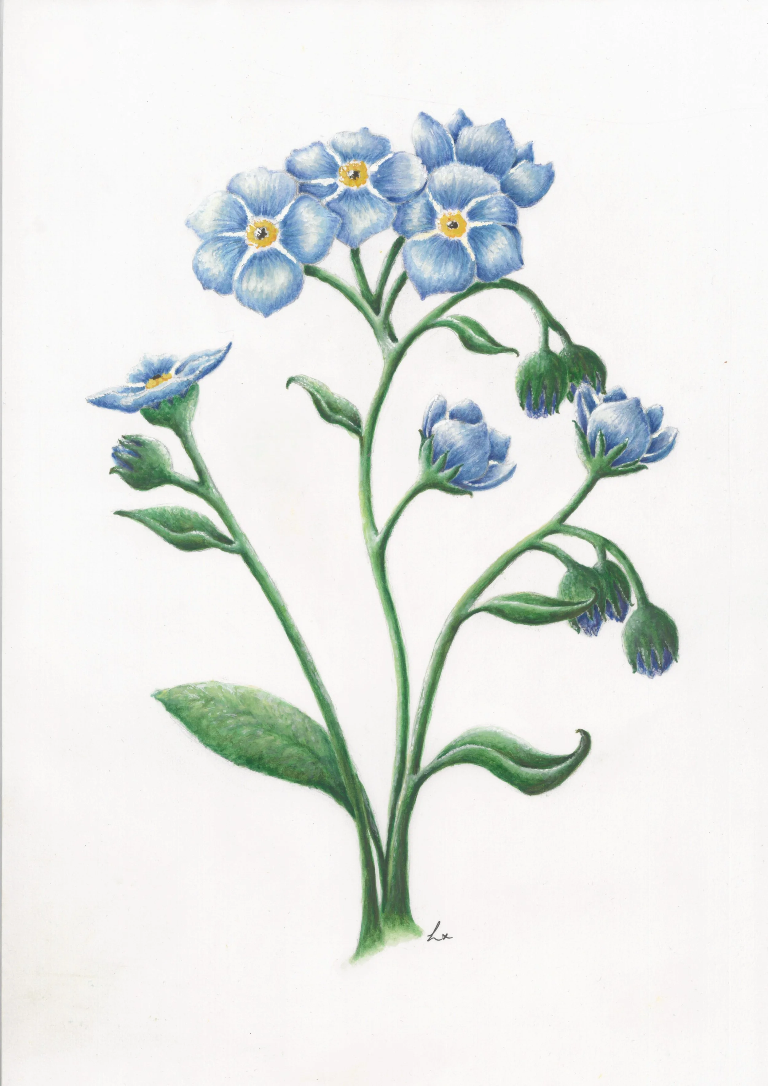 Forget-me-not  42cm x 29.7cm Giclee Print