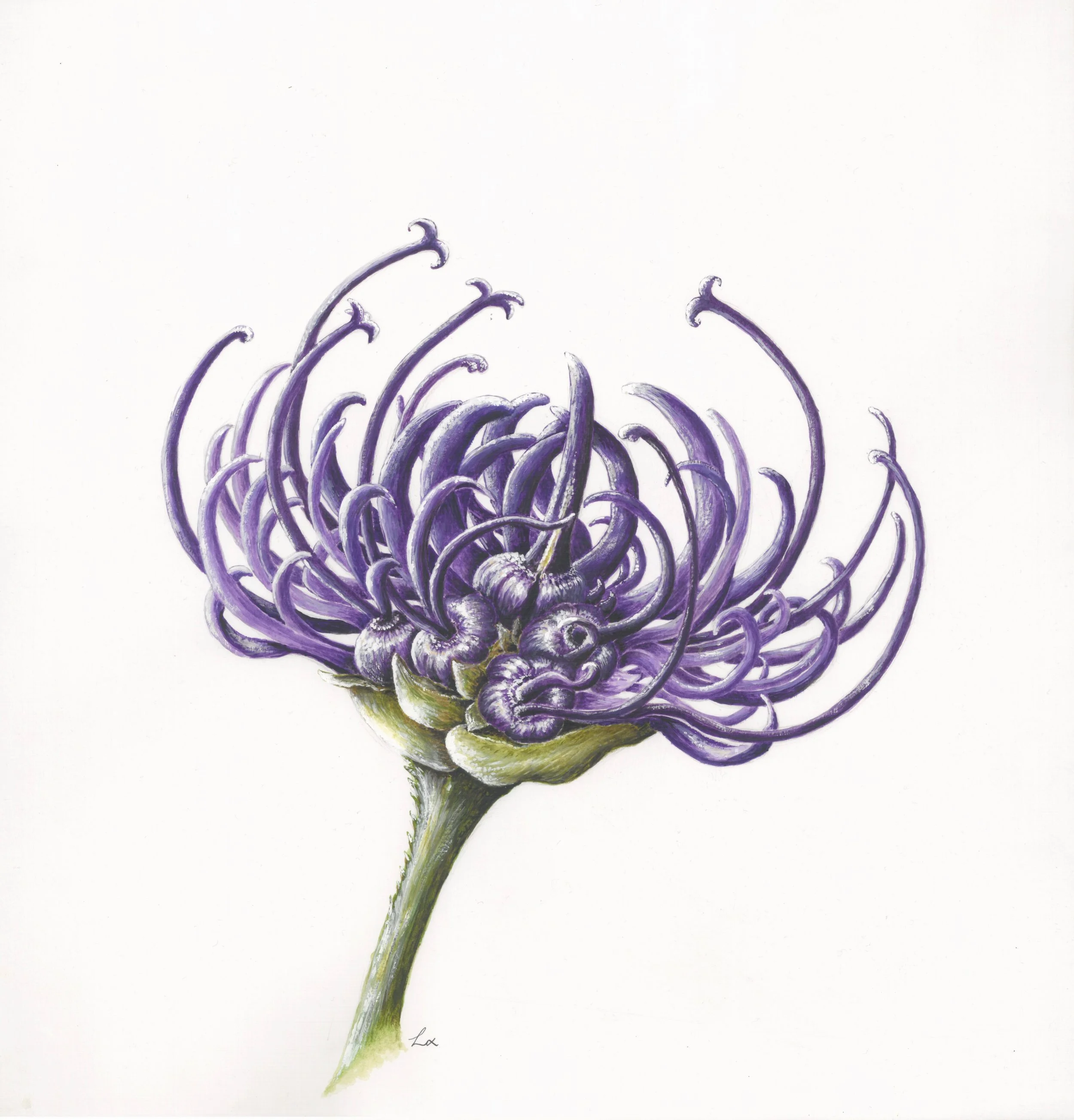 Round headed  Rampion.jpg