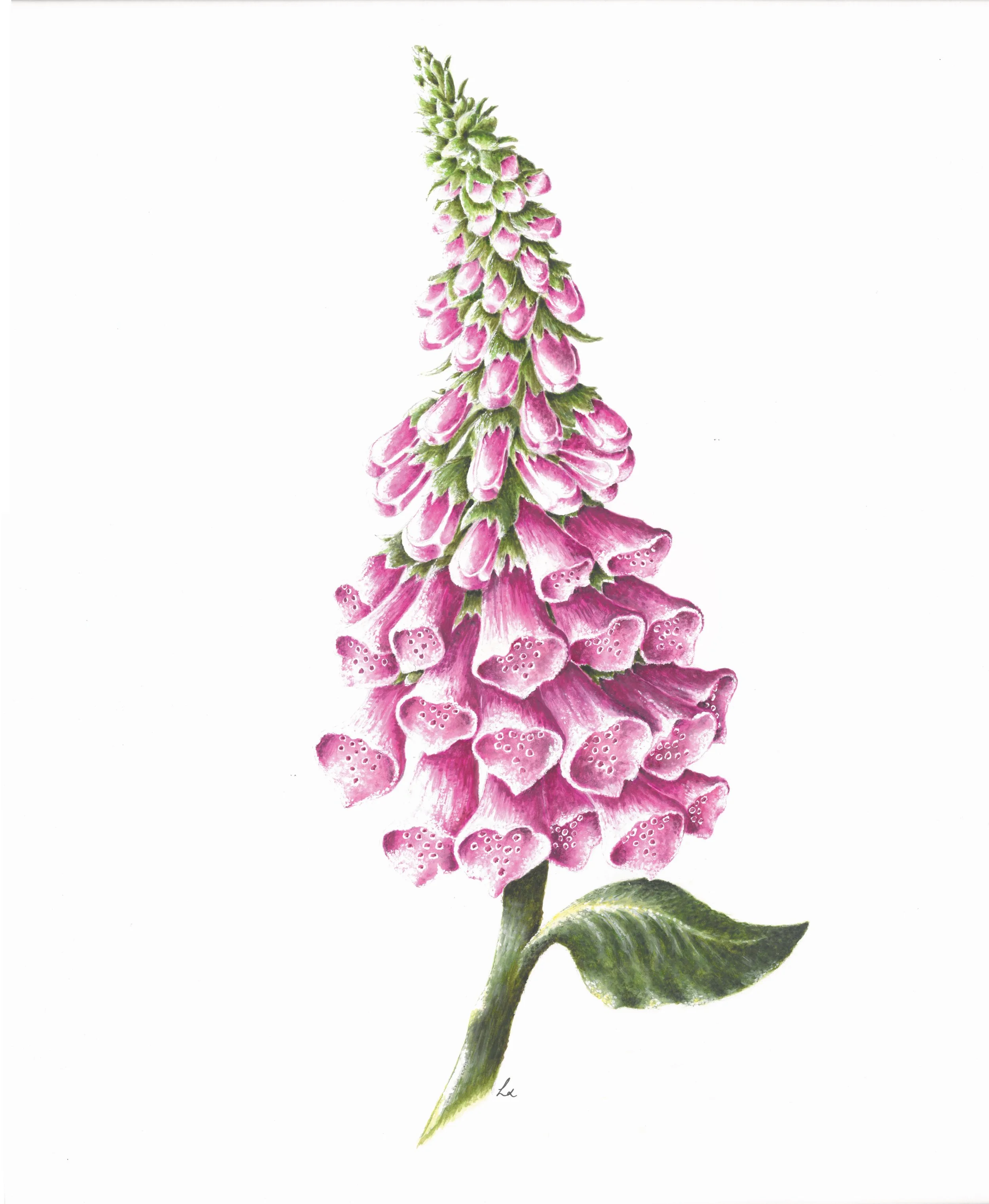 Wild Foxglove 42cm x 29.7cm Giclee Print