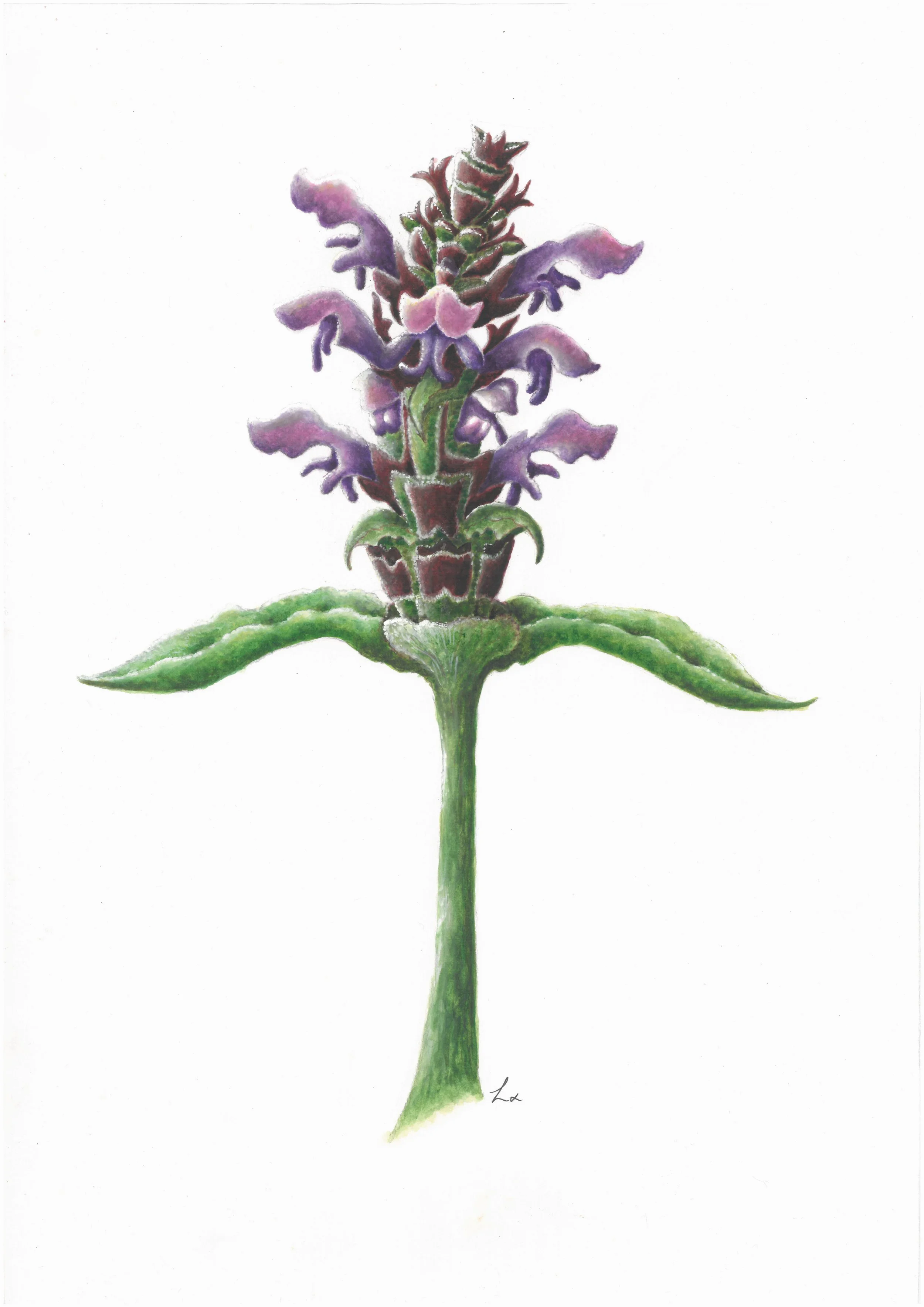 Self Heal 42cm x 29.7cm Giclee Print
