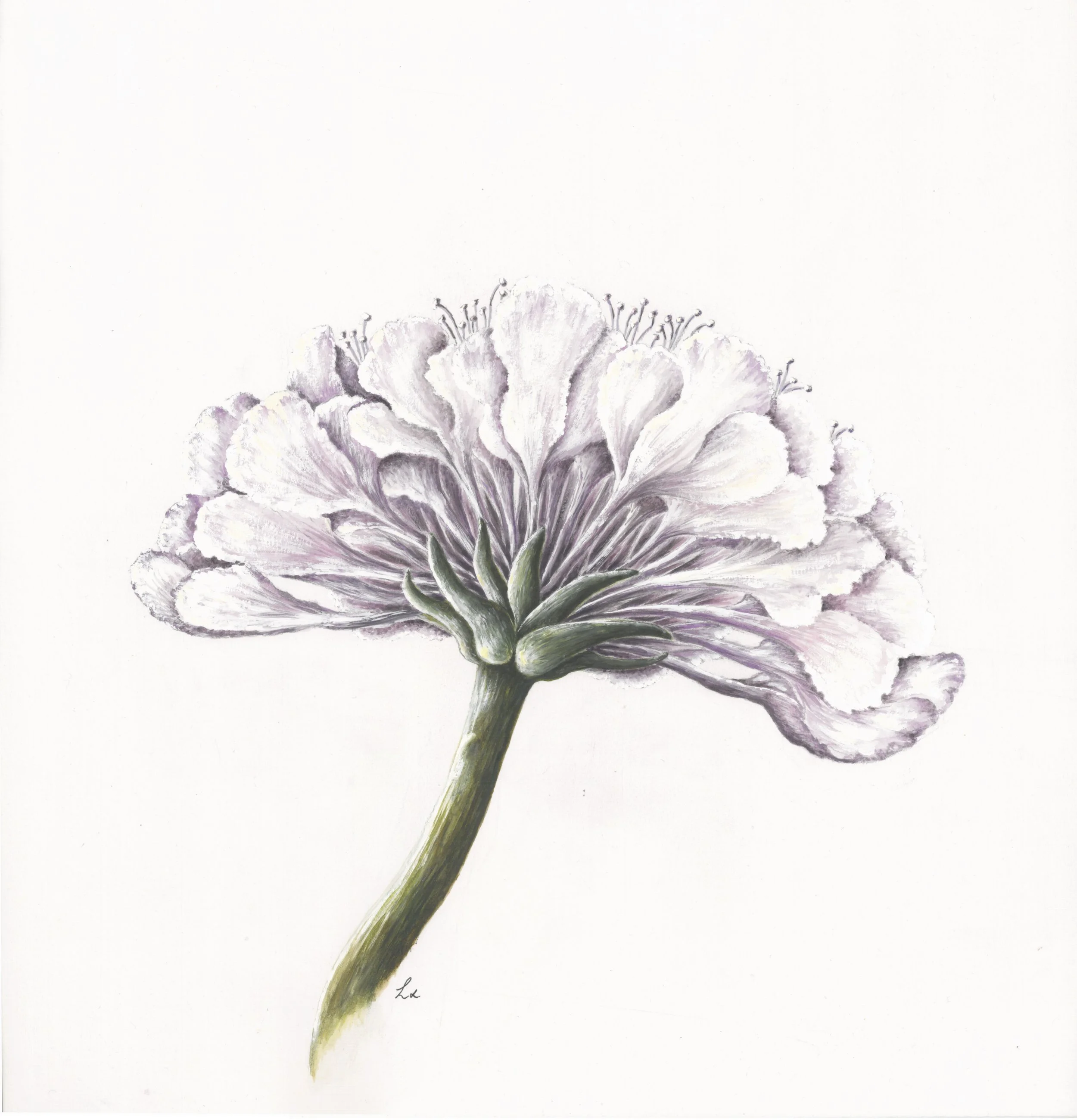 Field Scabious 40.6cm x 40.6cm Giclee Print
