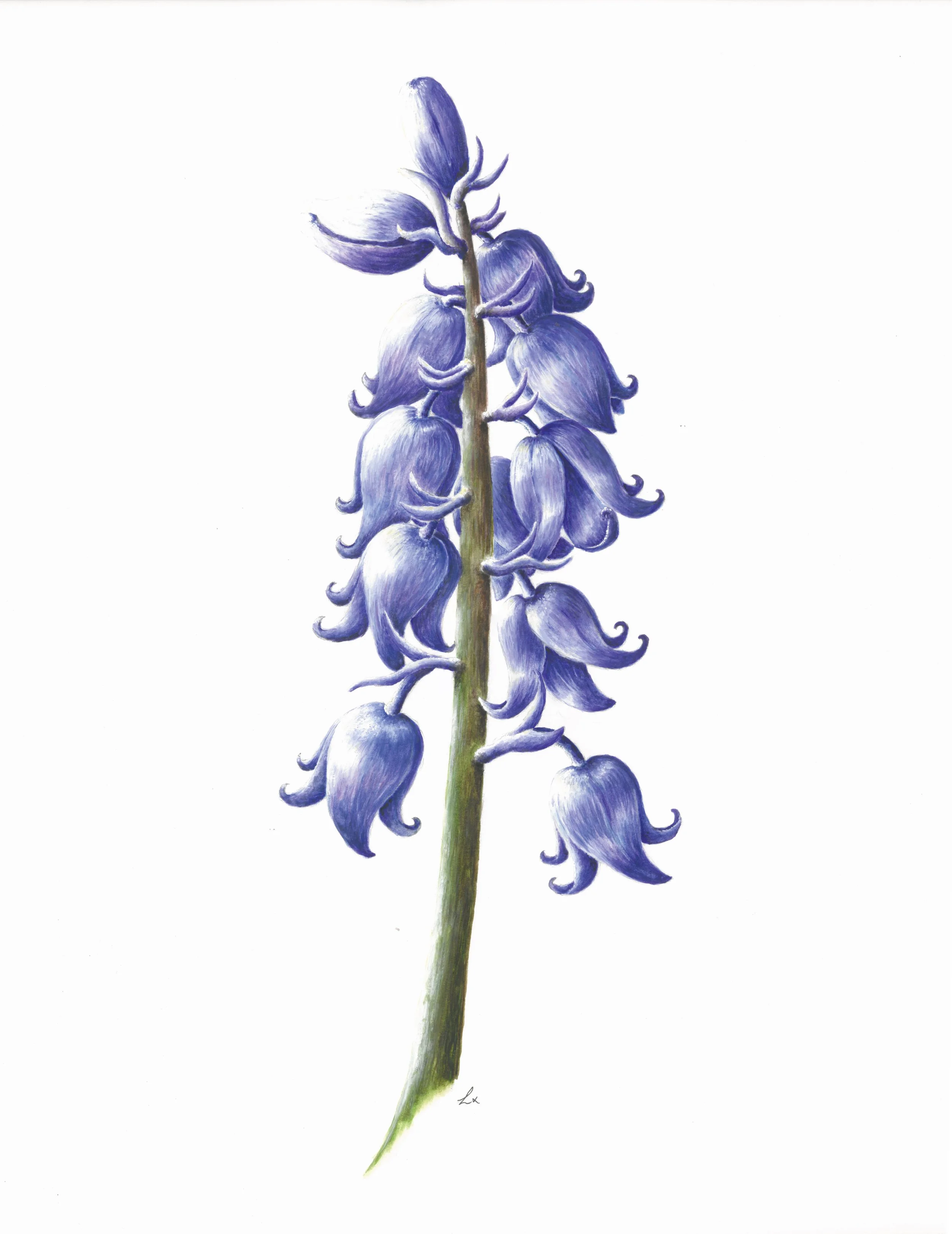 Bluebells 42cm x 29.7cm Giclee Print