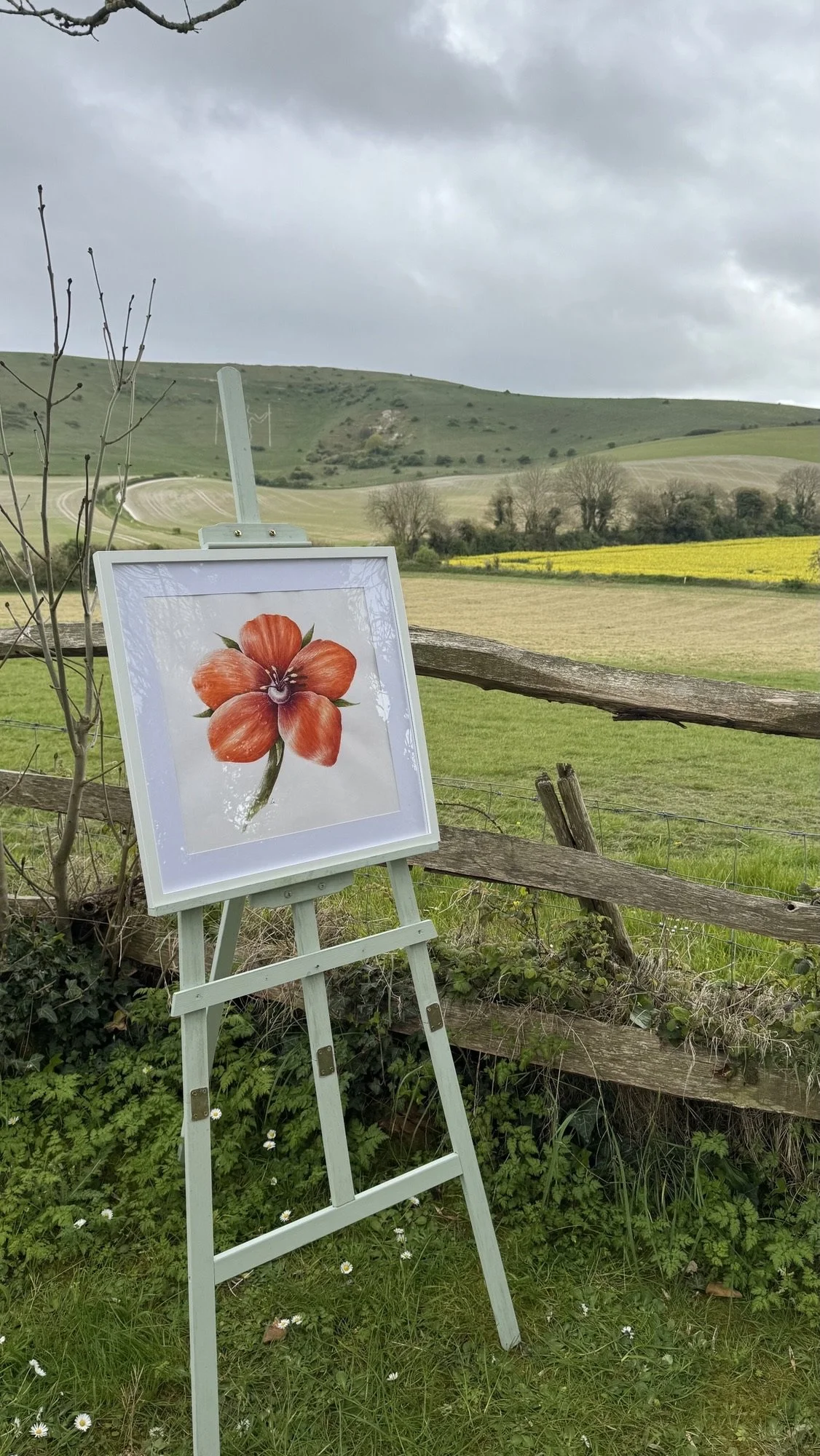 Scarlett Pimpernel watercolour painting | Sussex Wildflower Botanical Art