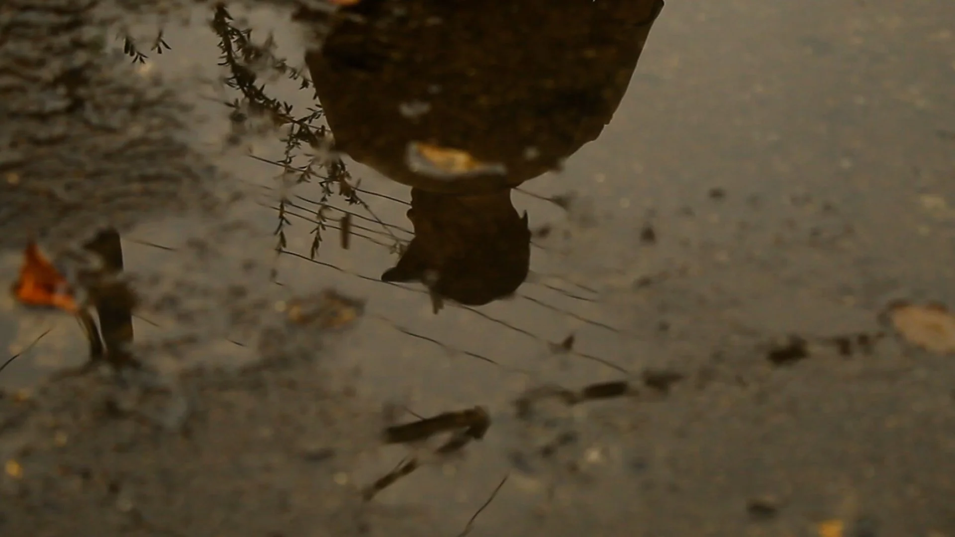 A reflection of a person holding a phone or camera, visible in a puddle on the ground surrounded by small leaves and debris.