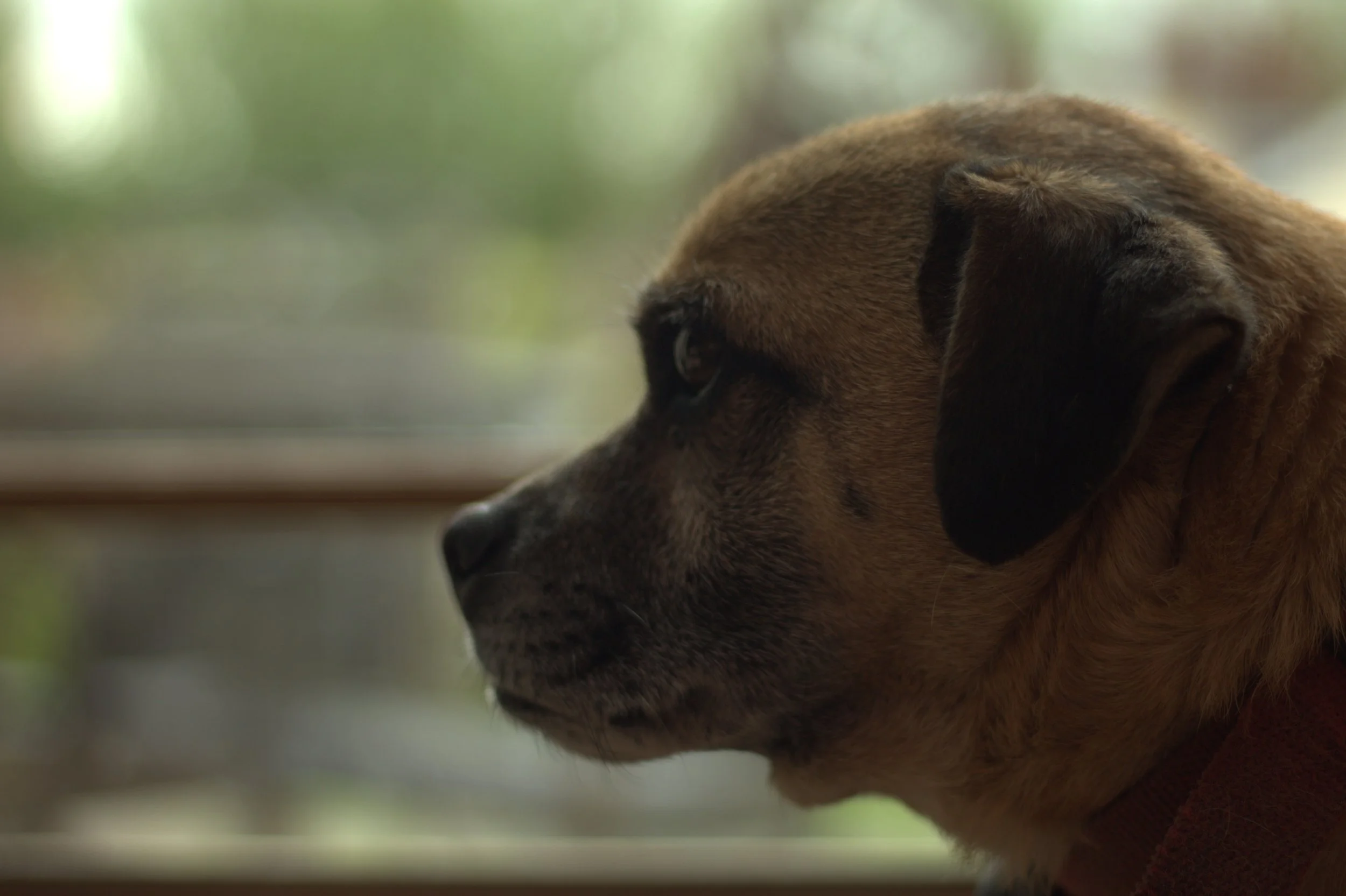 Close-up of a brown dog with black markings resting its head on a surface, looking to the side. The background is blurred with shades of green and light.