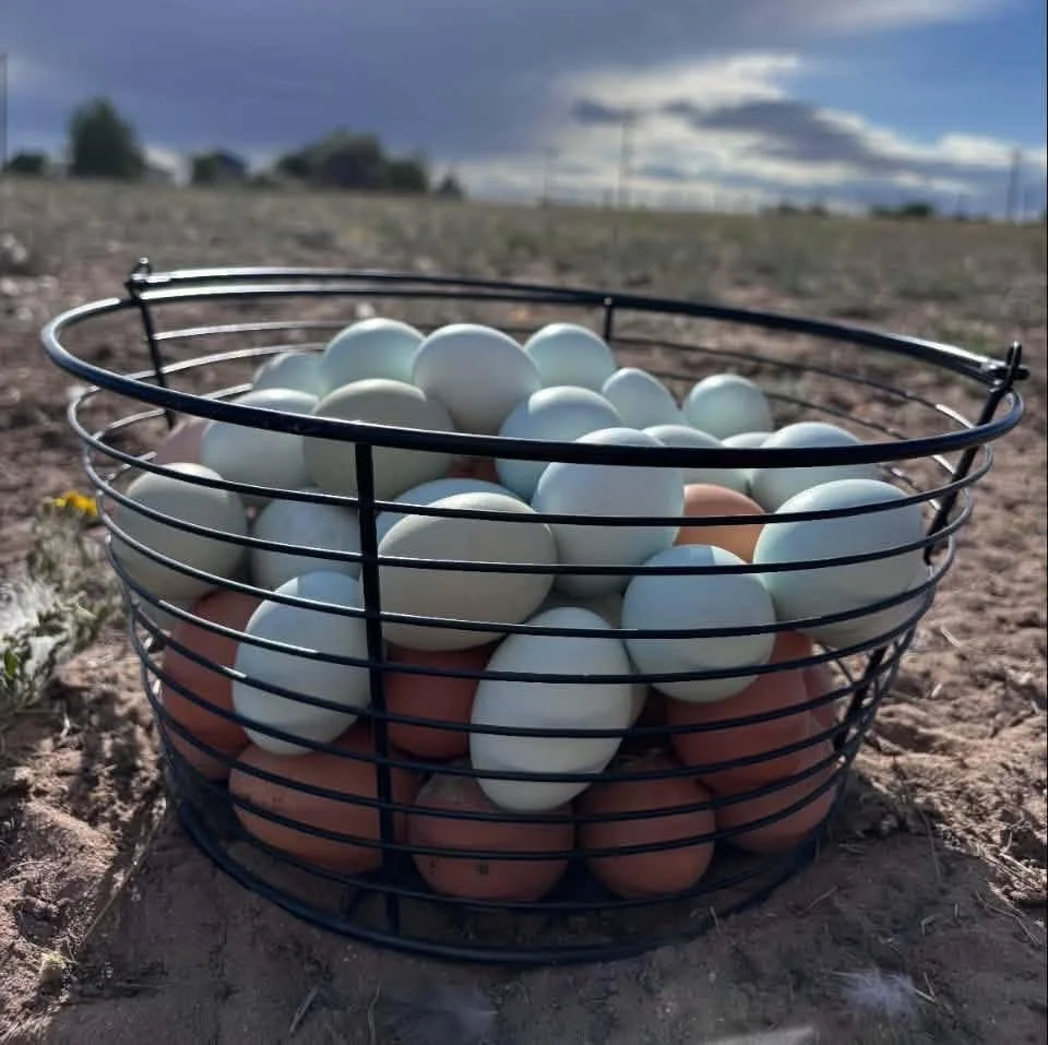 Pasture Raised Rainbow Eggs