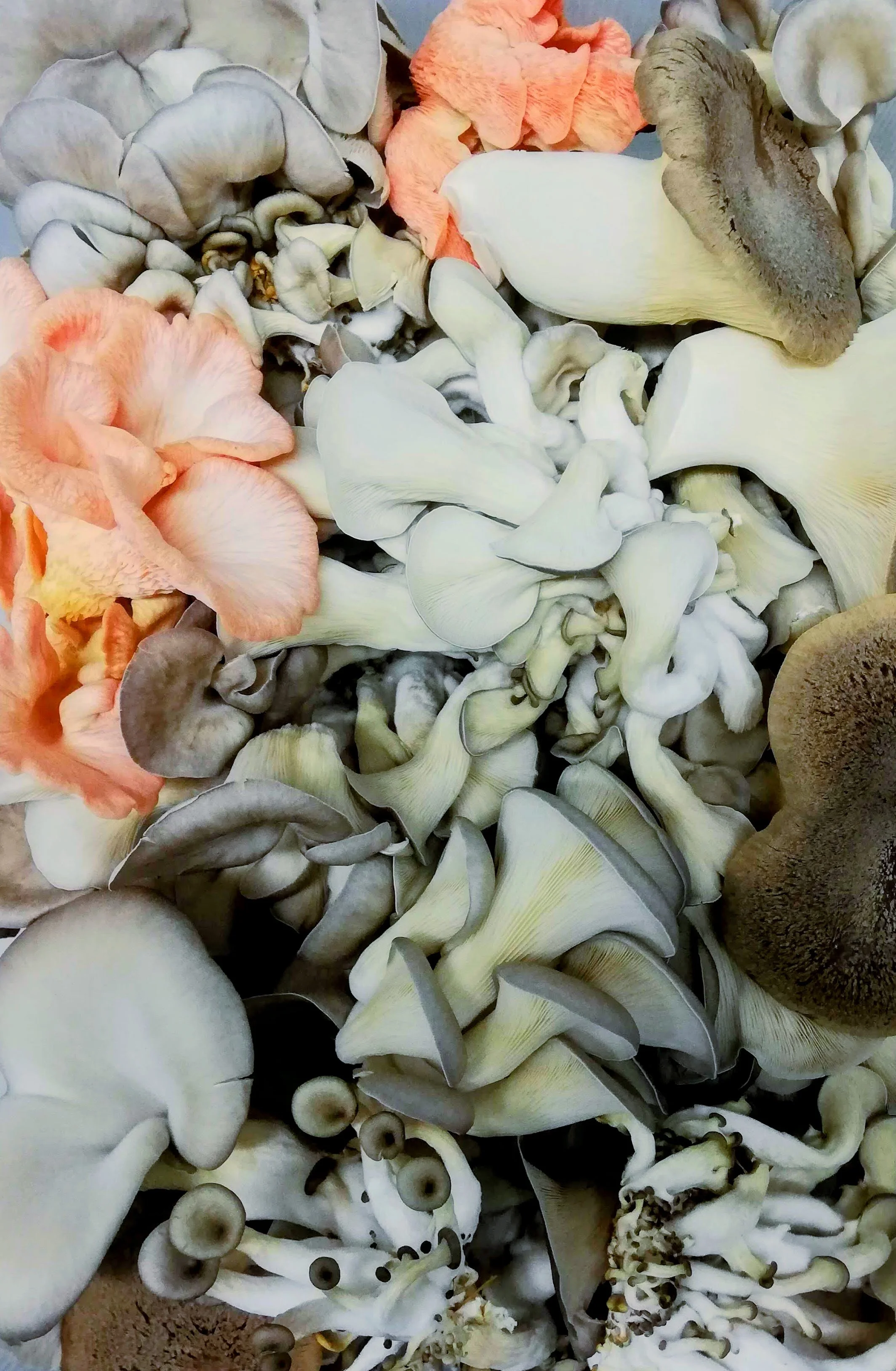 A variety of oyster mushrooms in different colors including white, gray, and pink, arranged closely together.