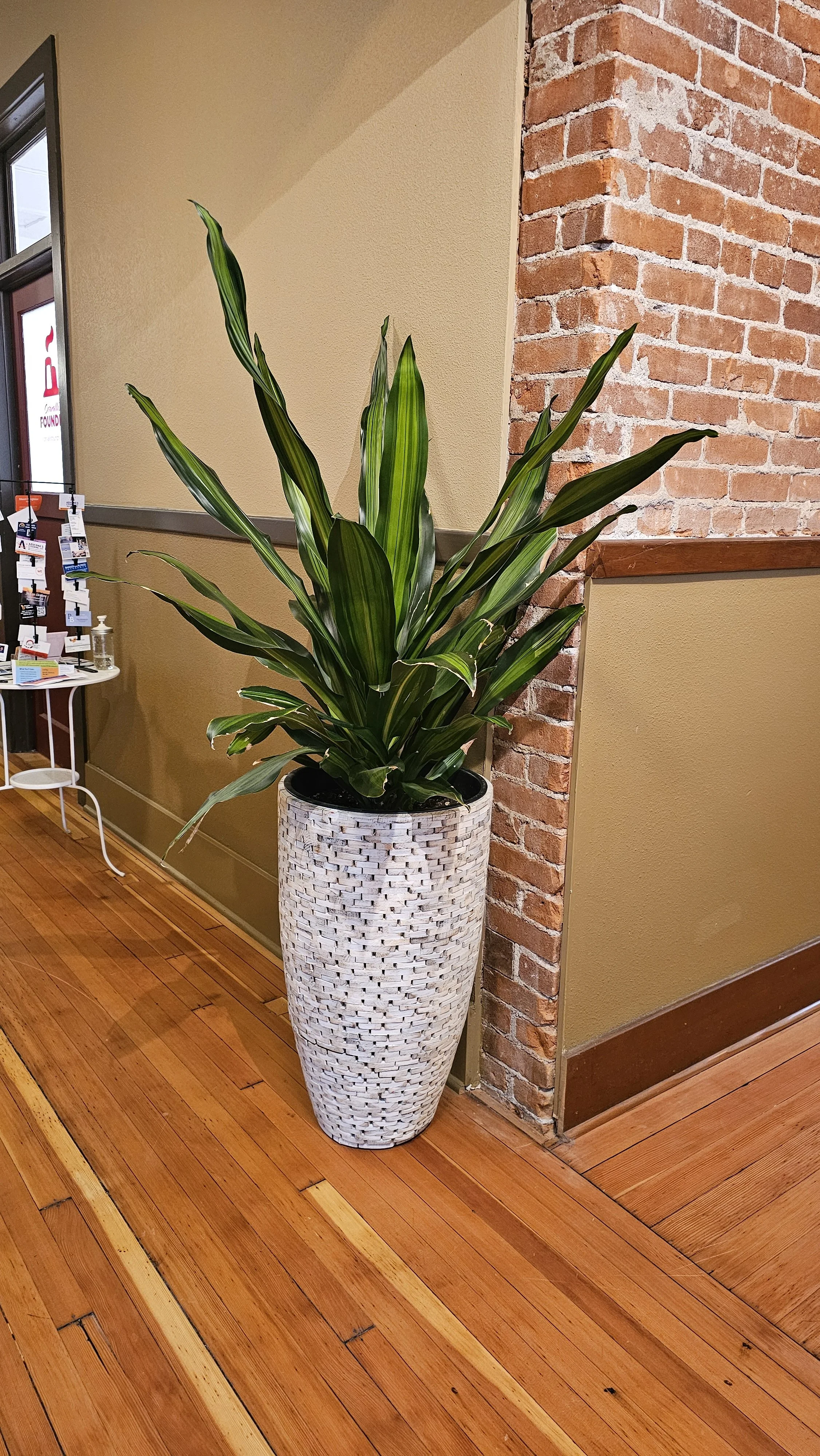 A tall potted plant with long, green, striped leaves in a textured, white, woven-style planter, positioned in a corner against a brick wall and beige walls with wooden flooring.