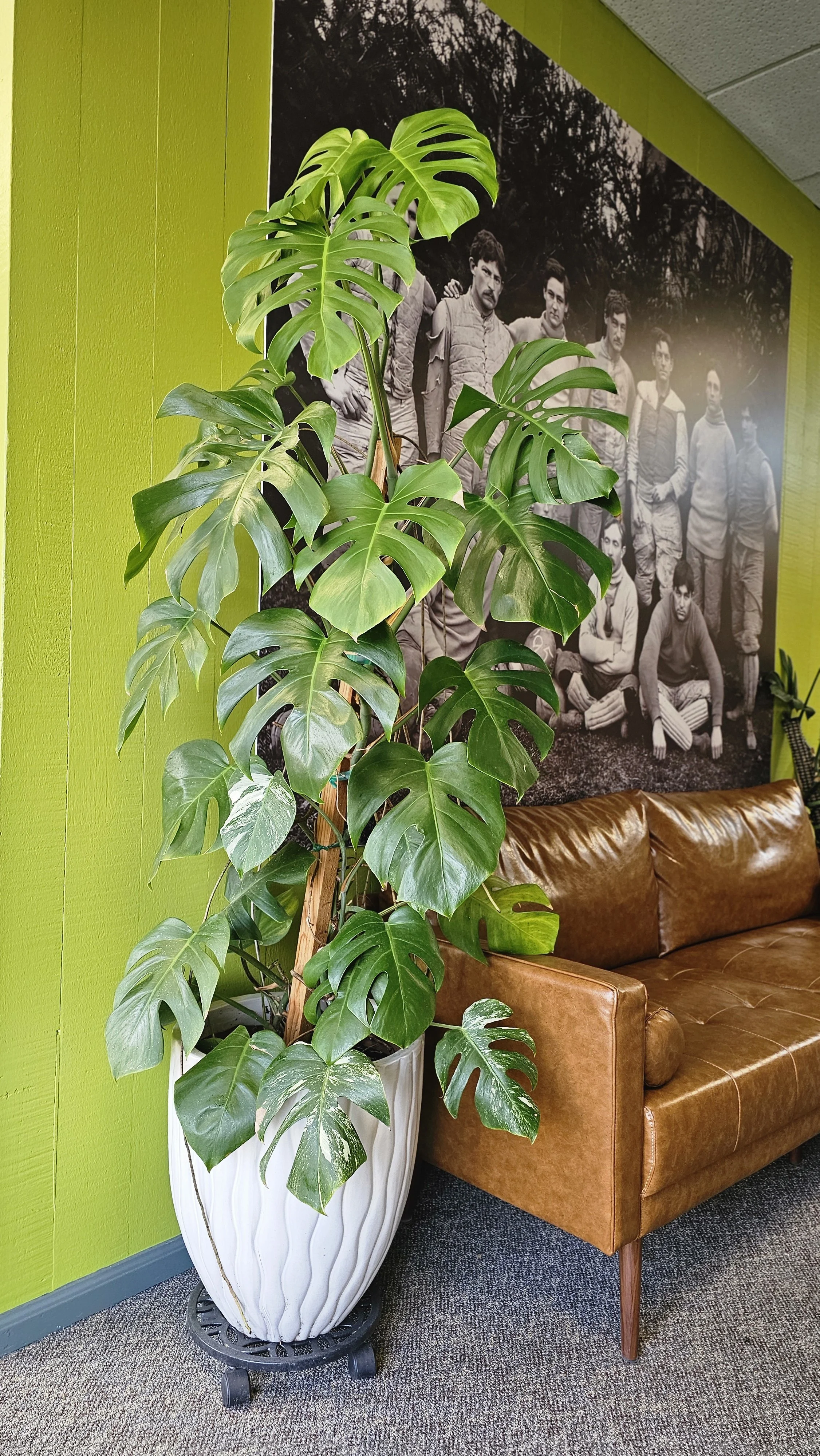 Indoor scene with large potted monstera plant in a decorative white planter, brown leather couch, bright green wall, framed black and white vintage photo of a group of people in the background.