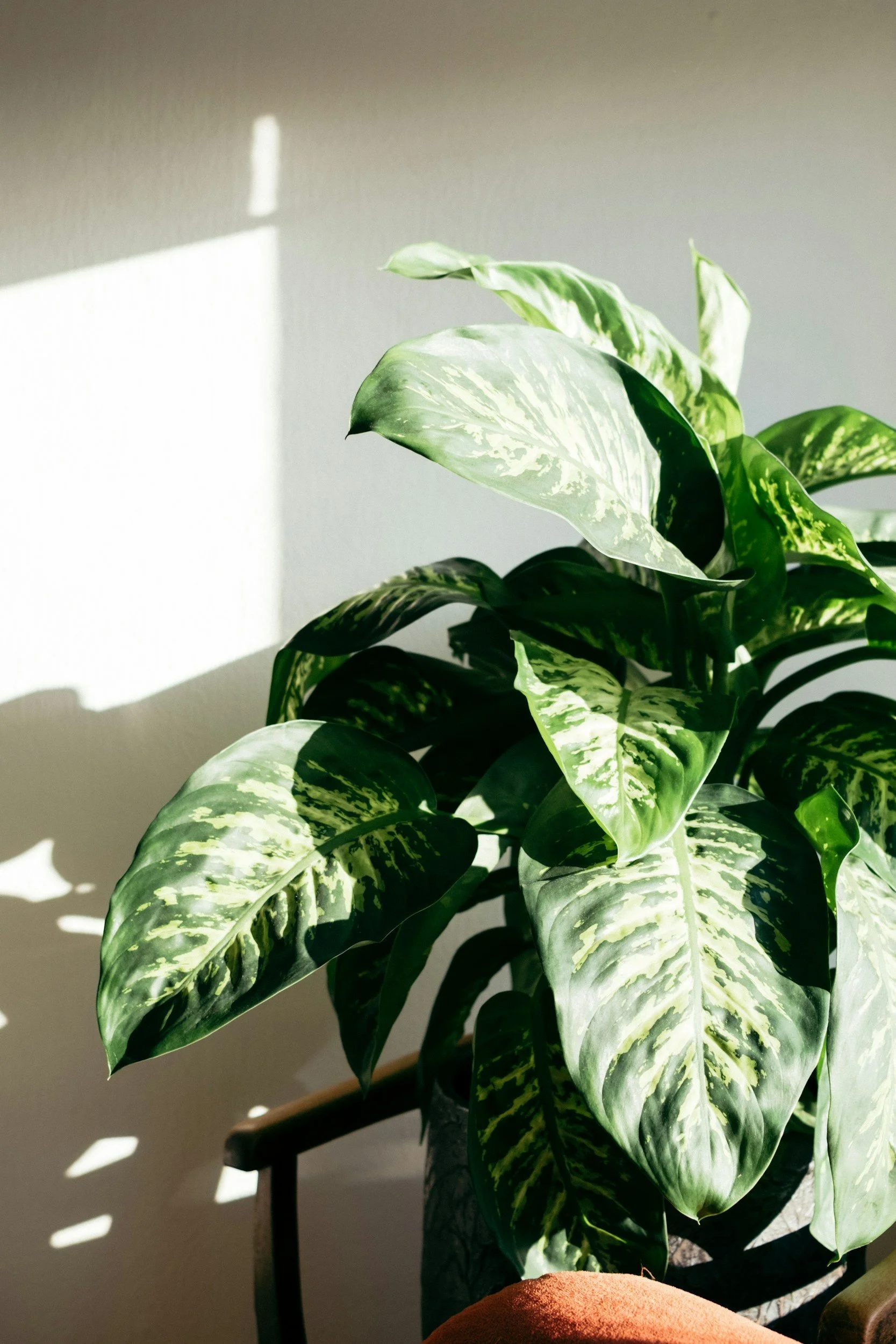 A potted plant with large green and white variegated leaves, illuminated by sunlight casting shadows on the wall behind it.