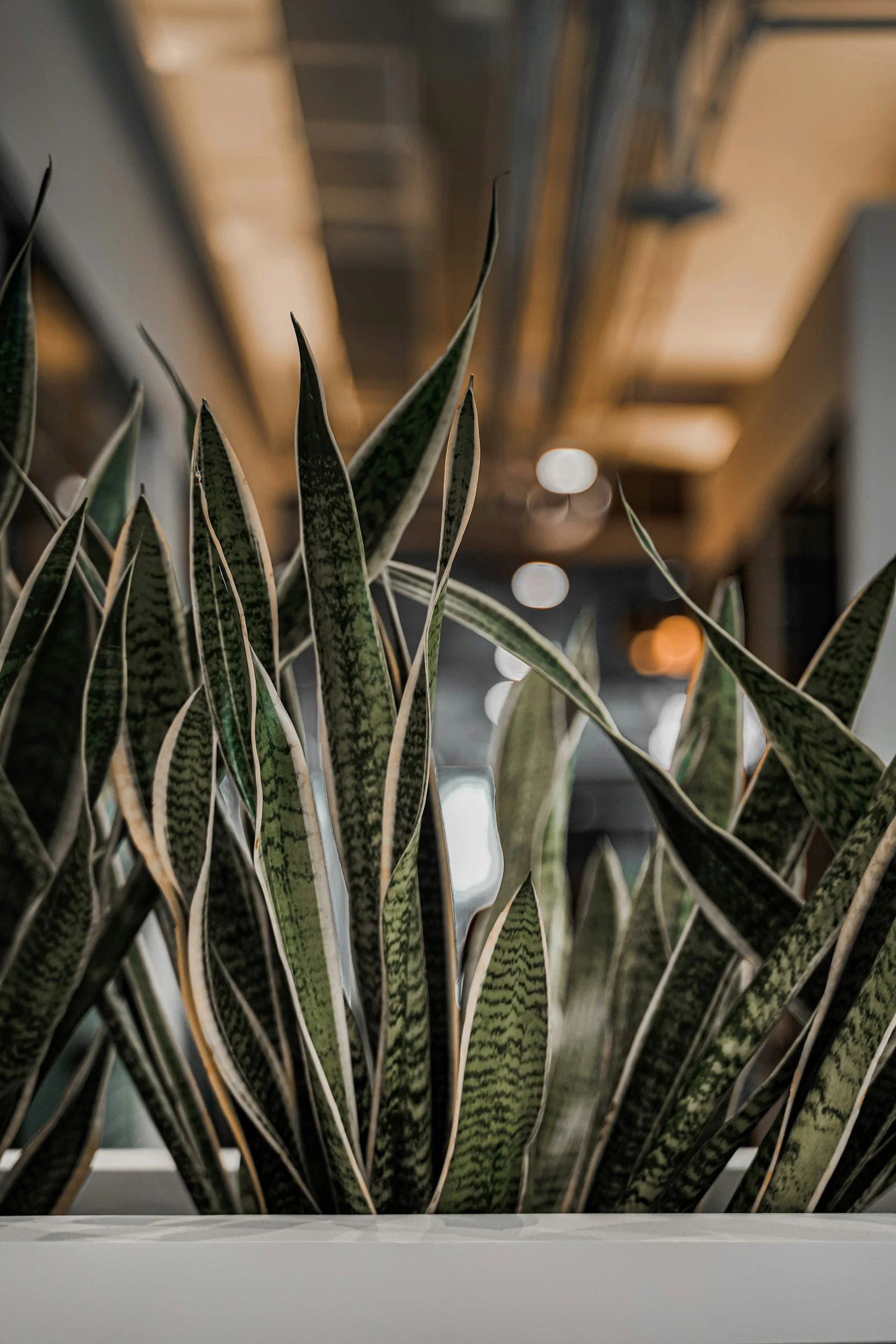 Close-up of a potted snake plant with long, variegated green and cream striped leaves. The background is blurred with warm indoor lighting and wooden structural elements.