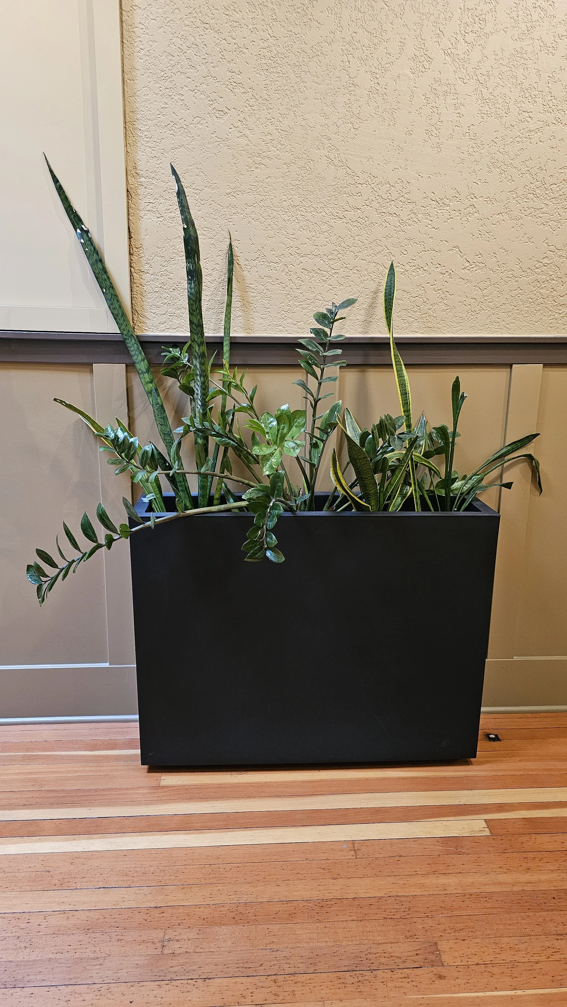 Indoor potted plant with long green leaves in a black rectangular pot on a wooden floor, against a textured beige wall.