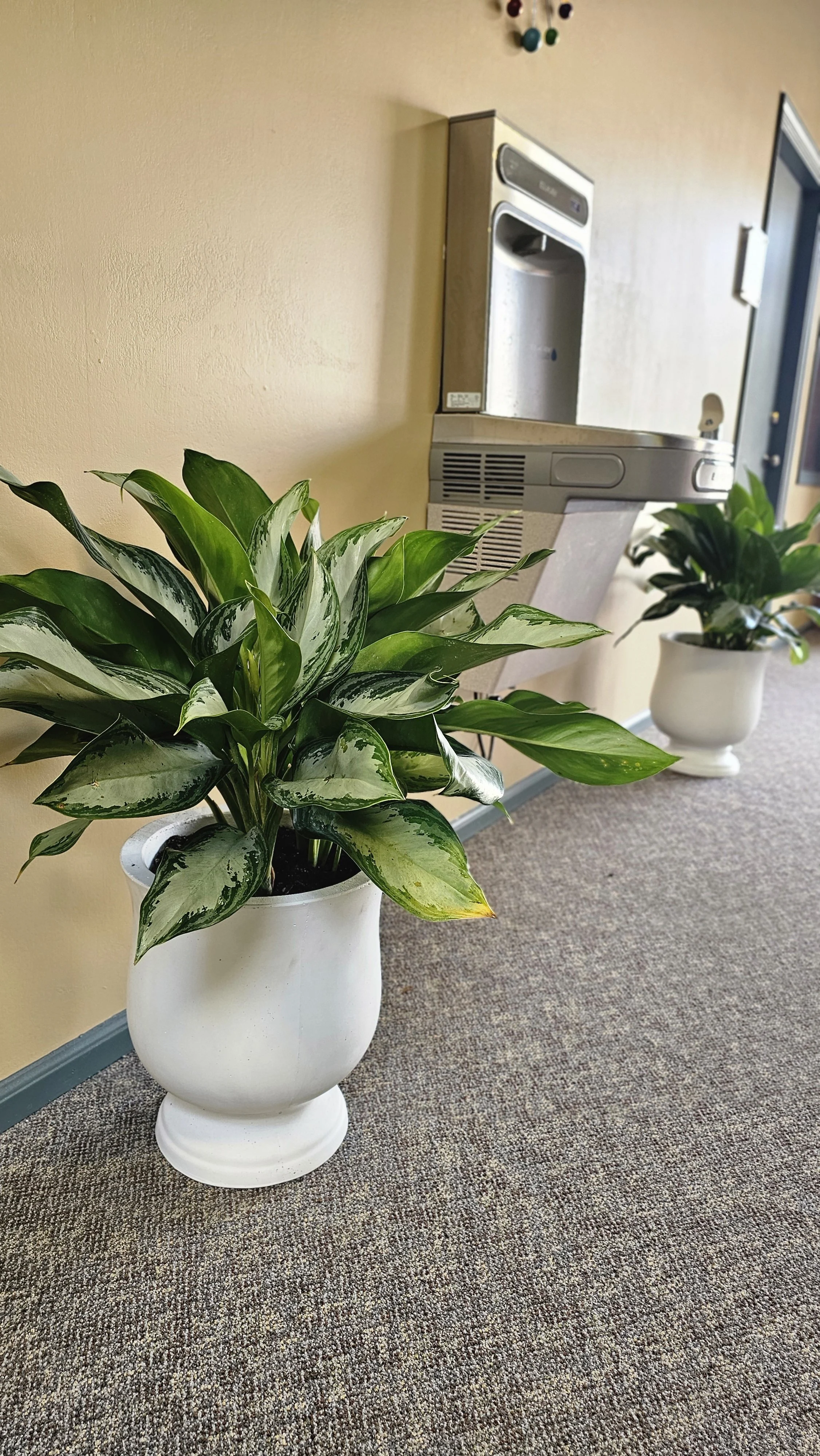 Two potted variegated green plants with white pots lined up along a beige wall in an indoor setting, with a coffee station and doorway in the background.