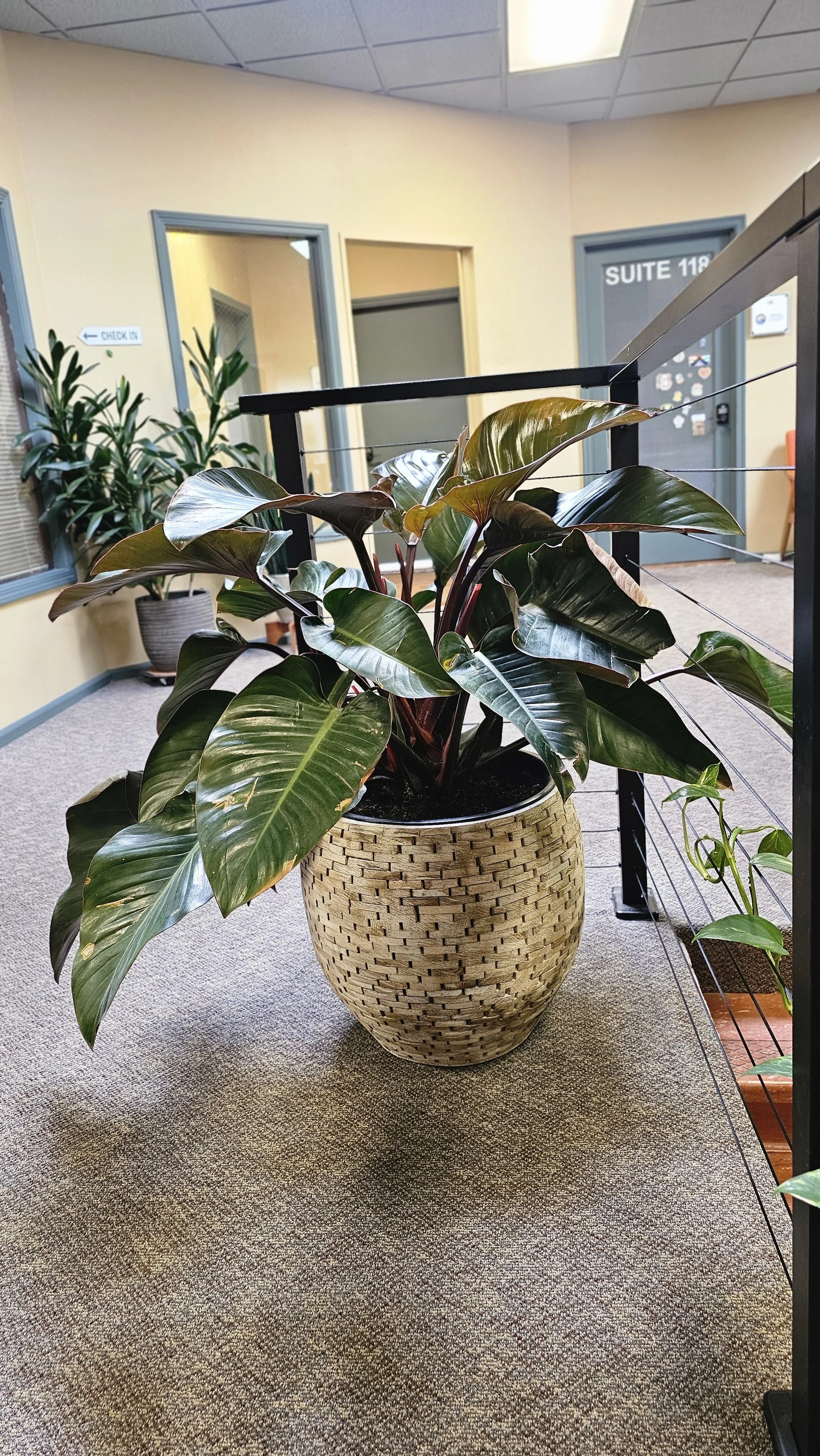 A large potted plant with green and brown leaves in a woven basket planter, situated on a carpeted office hallway with doors and plants in the background.