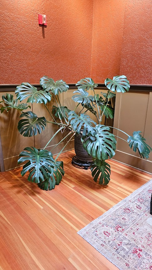 A large potted monstera plant with big, split leaves in a black pot placed on a wooden floor in a corner of a room with orange and green walls.